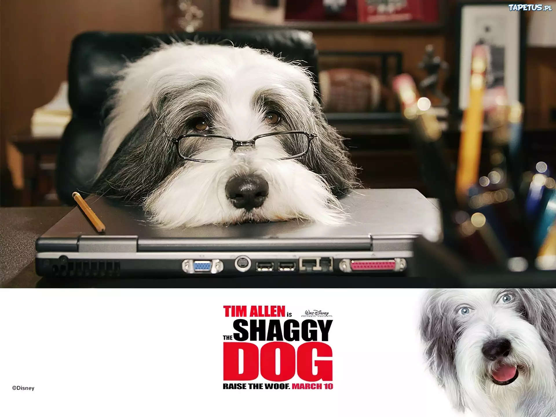 The Shaggy Dog, pies, okulary, komputer, biuro