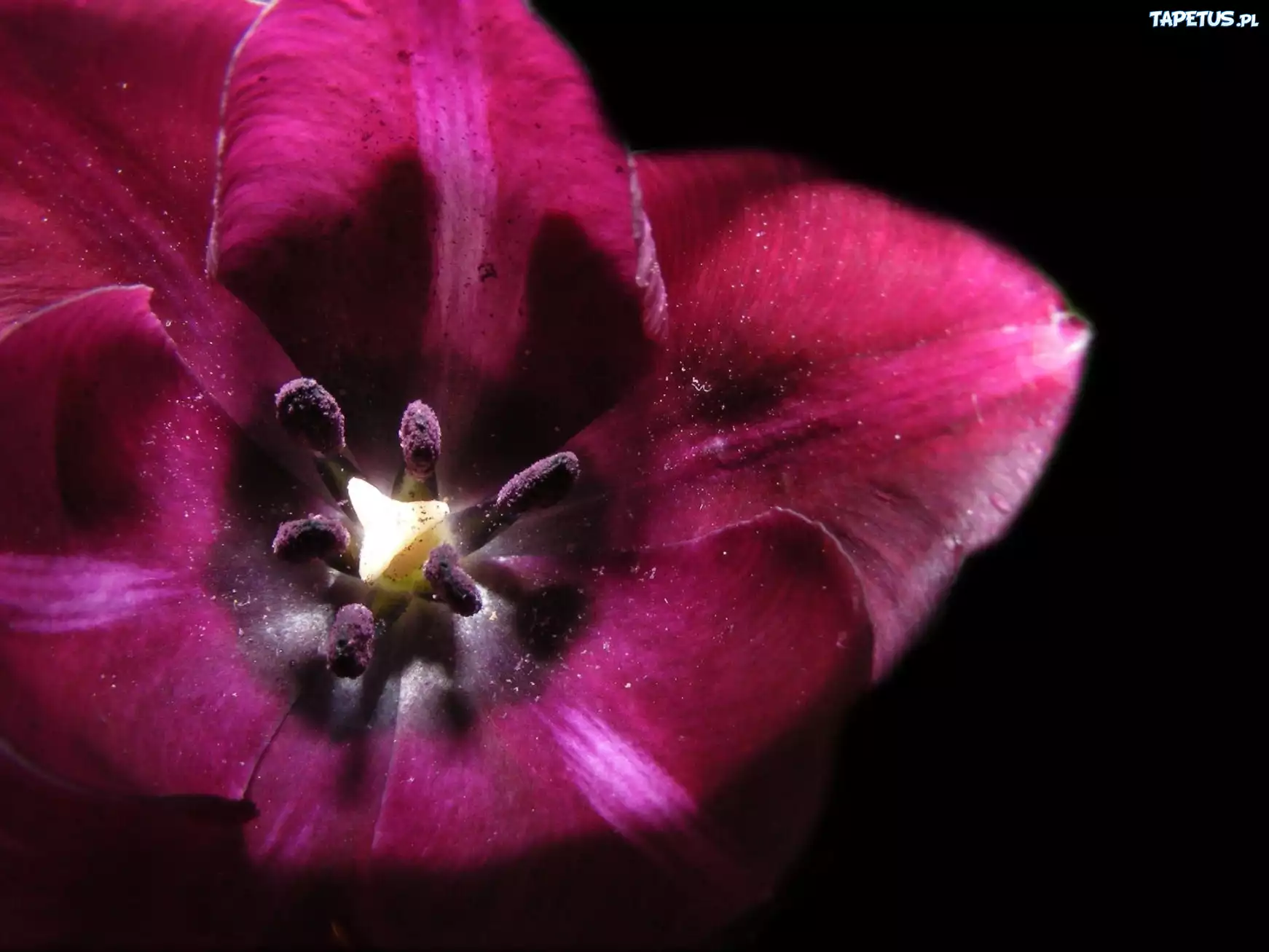 Fioletowy, Tulipan