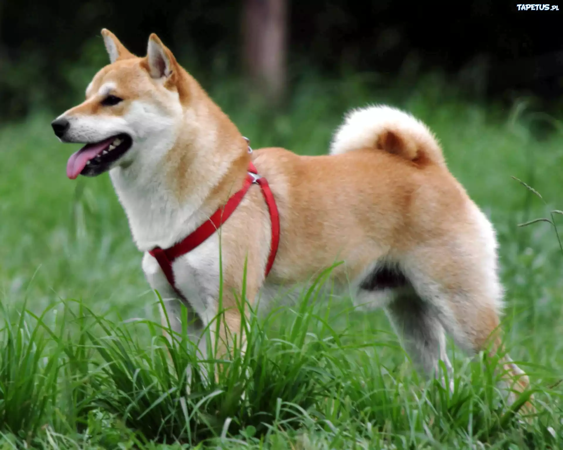 Shiba inu, czerwone, szelki