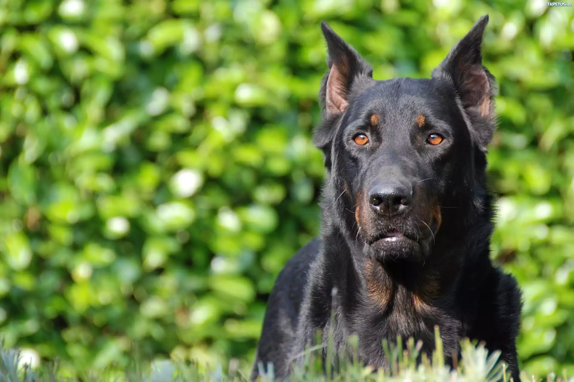 Owczarek francuski Beauceron, brązowe, oczy