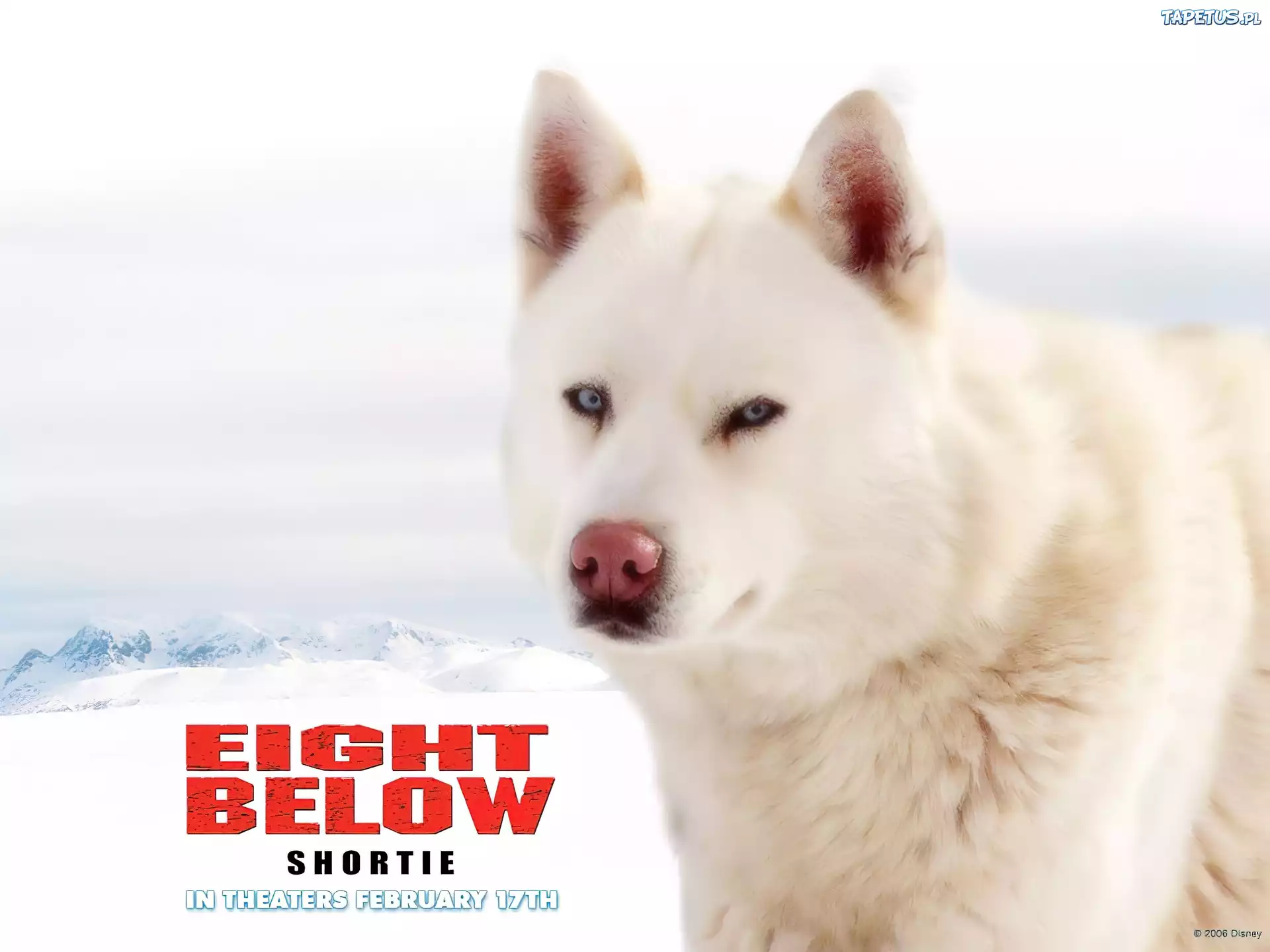 Eight Below, biały, pies