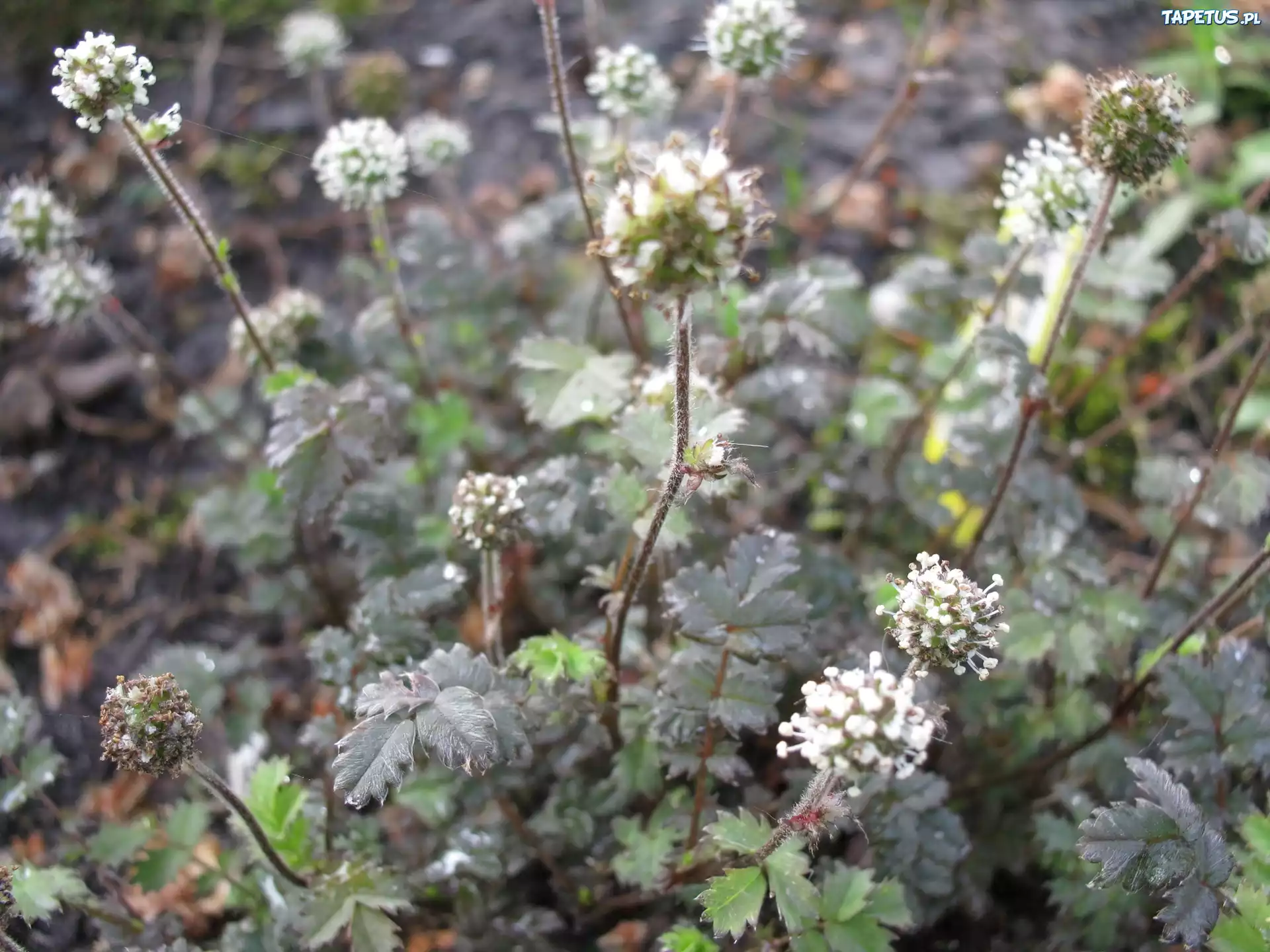 Acena Drobnolistna