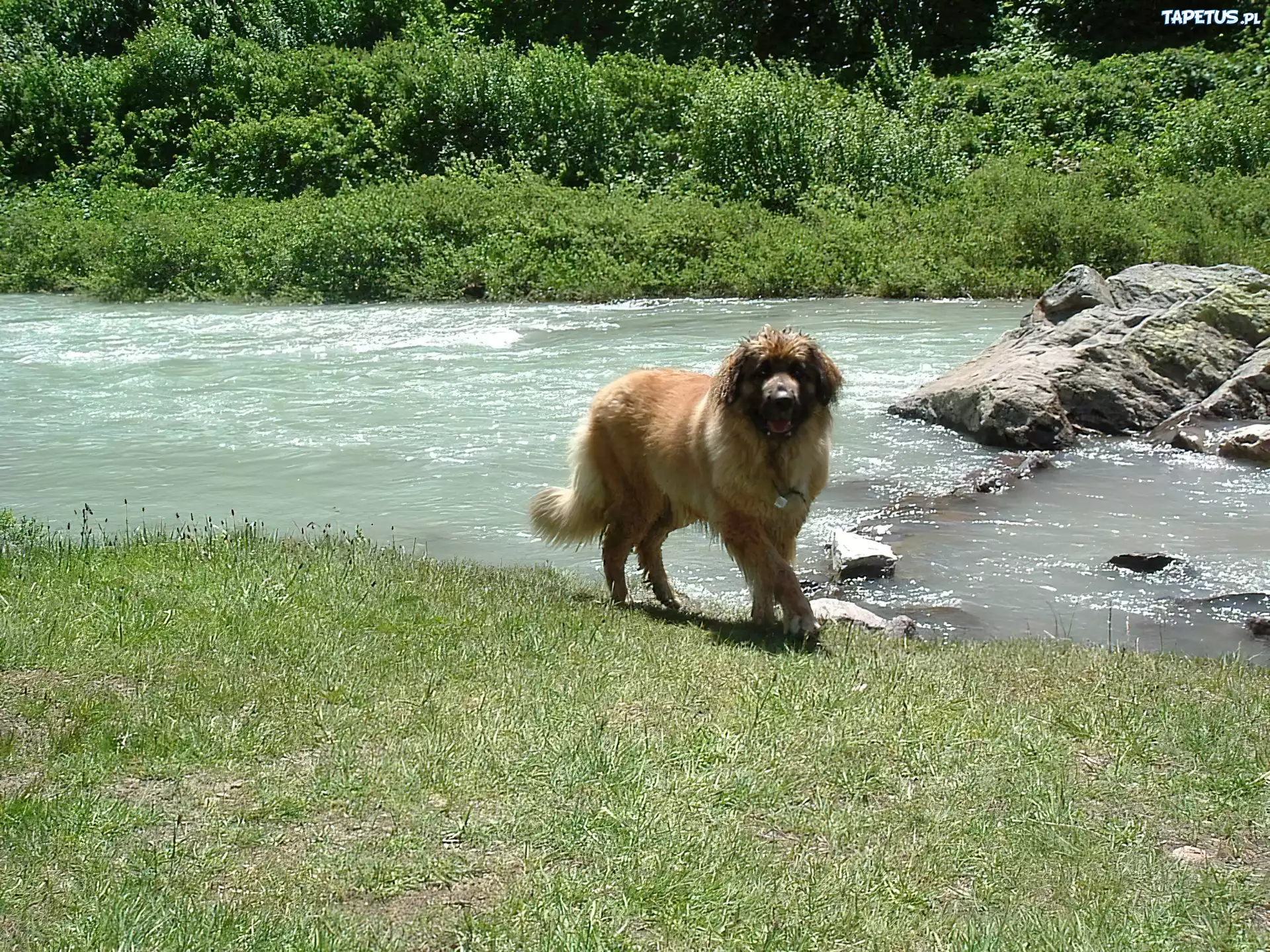 Leonberger, woda, skały