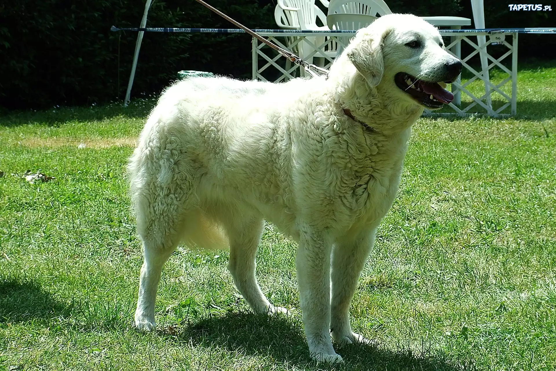 Biały, duży, Kuvasz