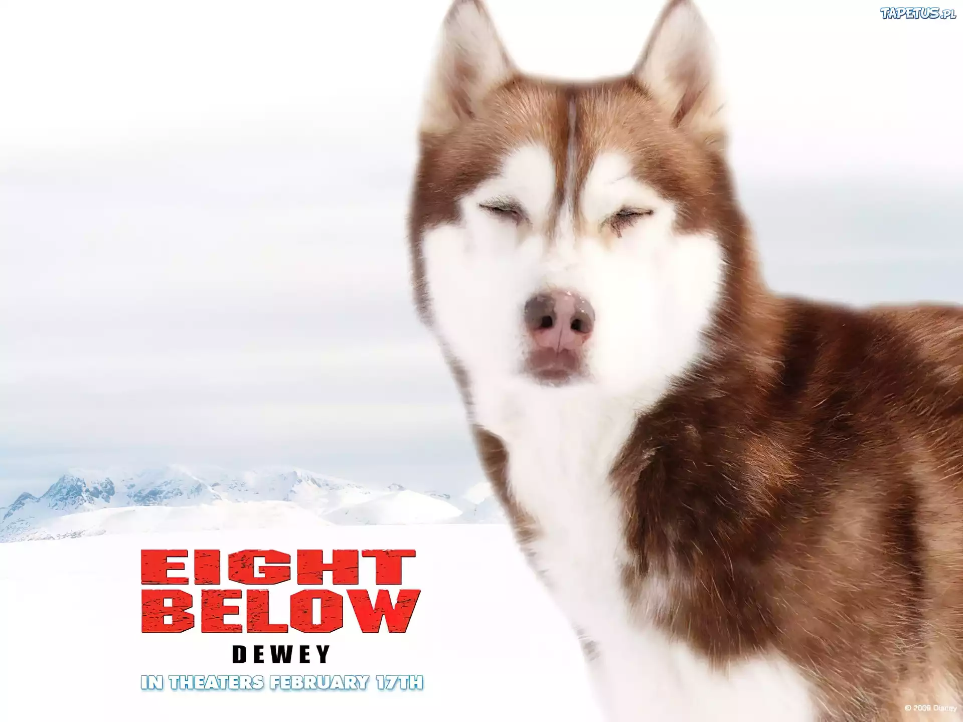 Белый поен. Белый плен Дьюи. Белый плен (eight below) 2006. Пол Уокер белый плен.