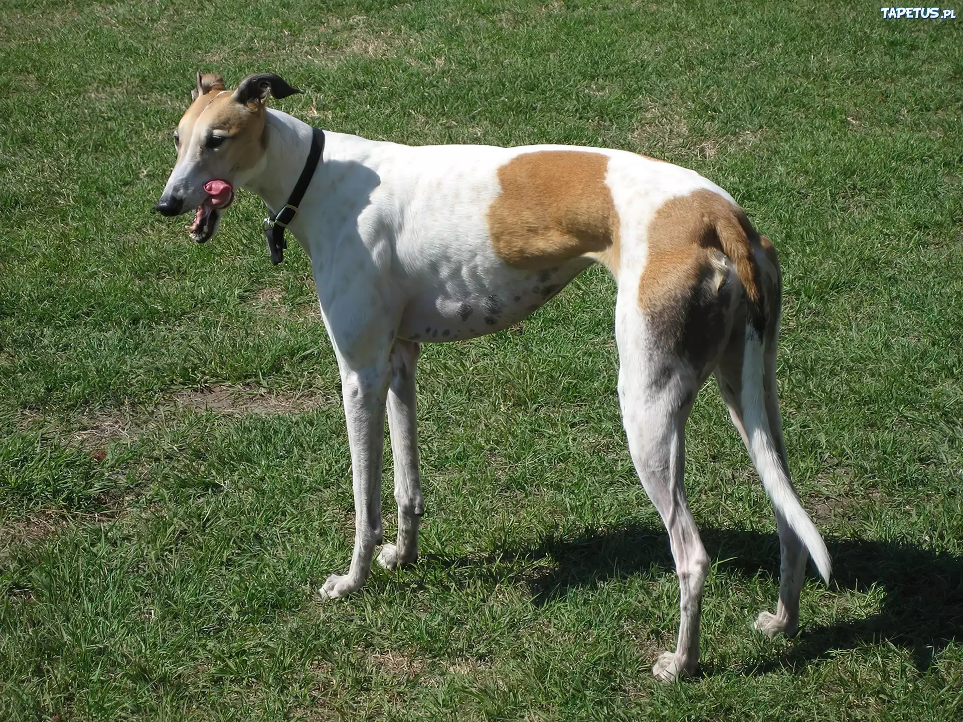 Greyhound, zielona, trawa