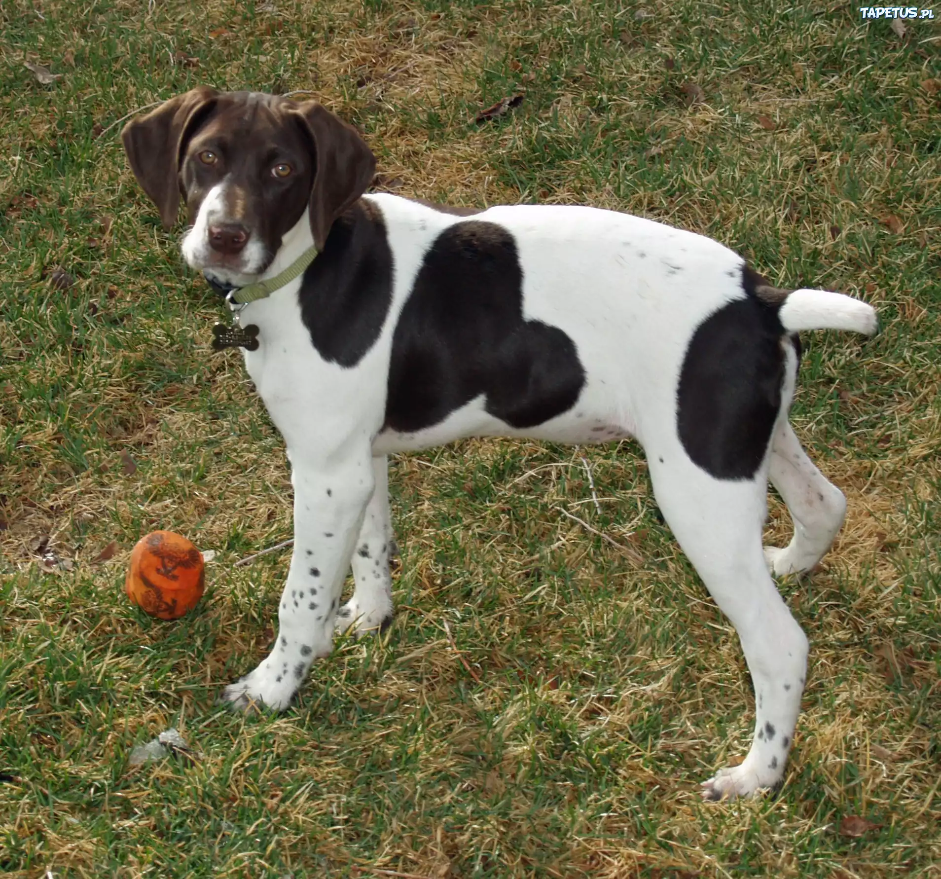 Pointer, łaty