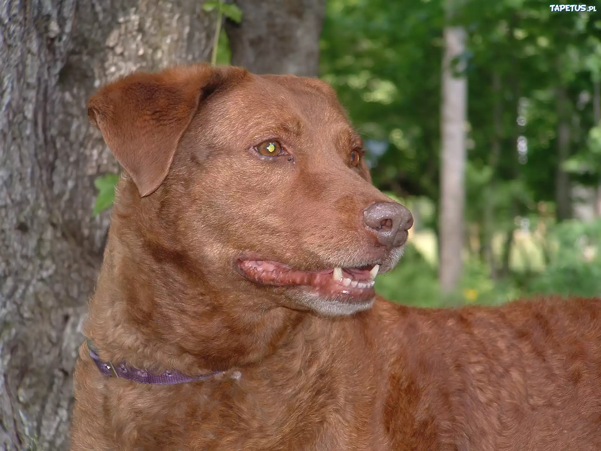 Głowa, Chesapeake Bay retrievera