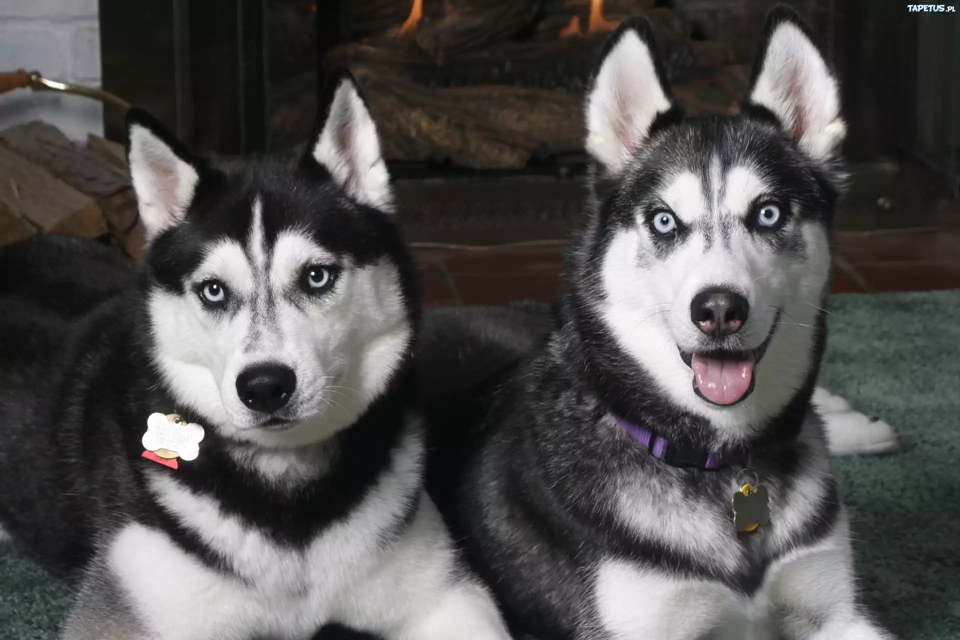 dwa, czarne, Siberian Husky