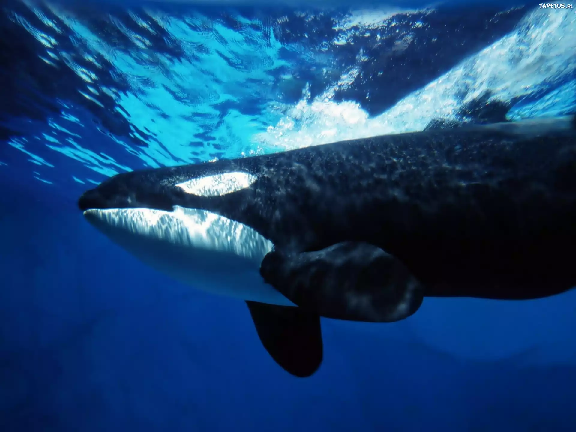 Orka