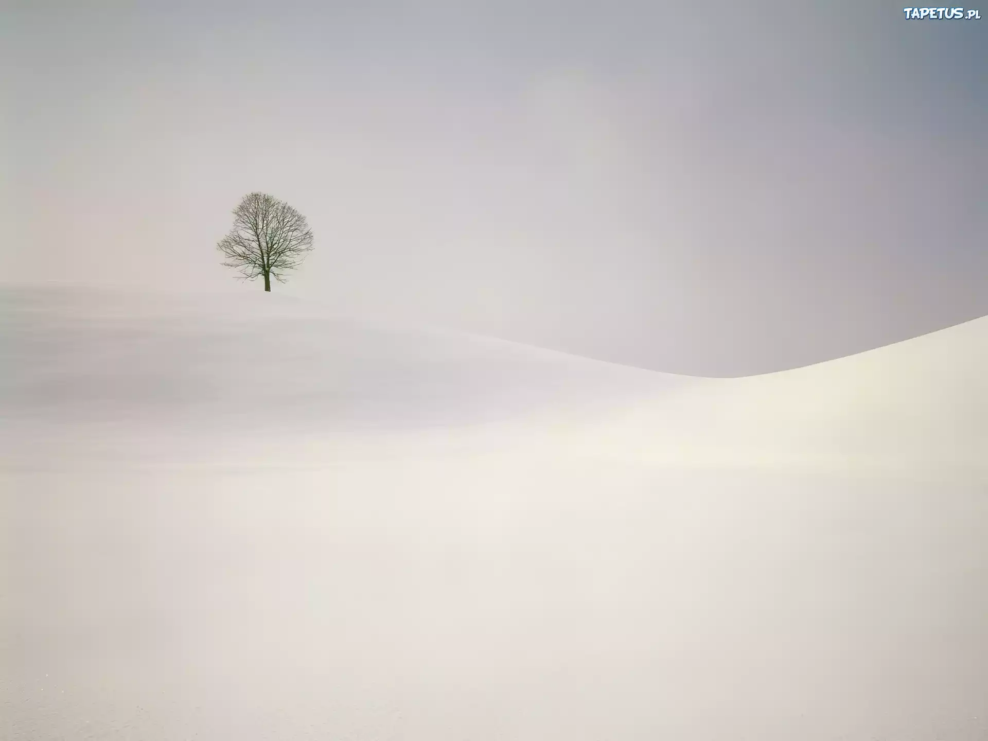 Zima, Drzewo