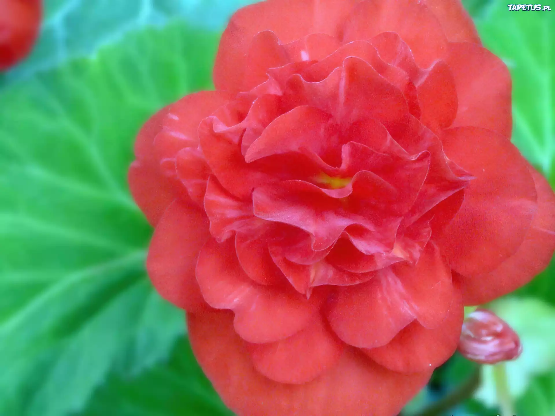 Kwiat, hibiskus, róża, chińska