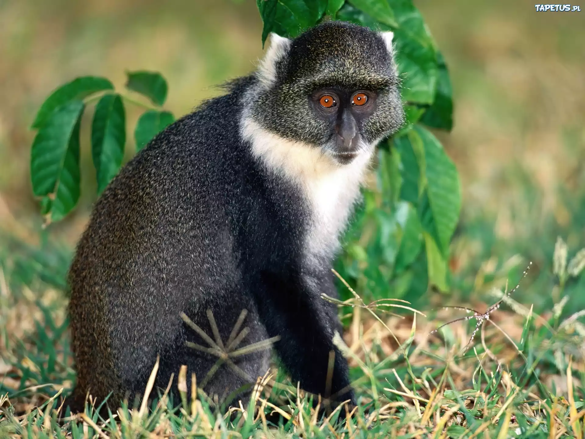 Małpa, lemur
