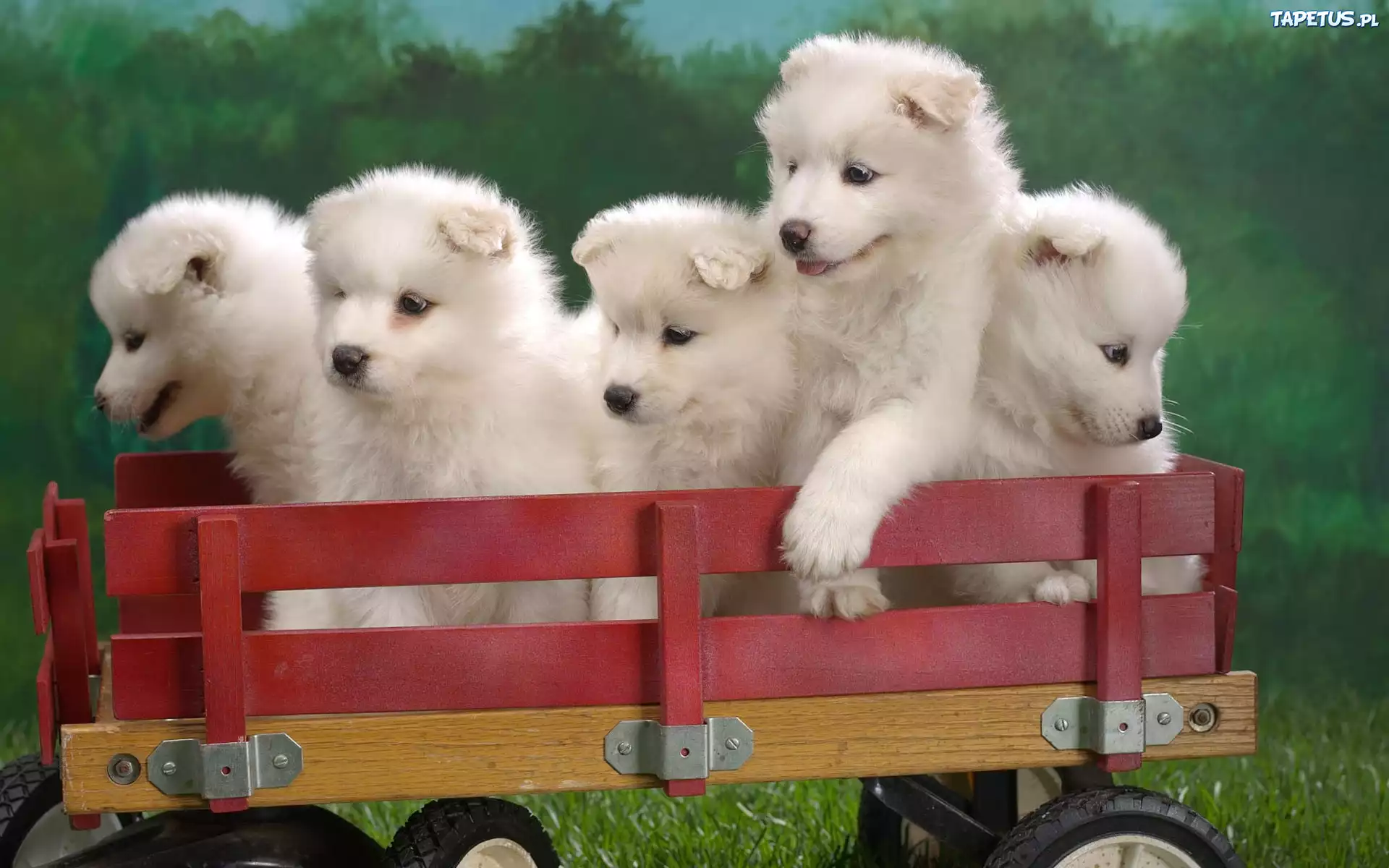 pięć, słodkich, szczeniaków, Samojed, wózek