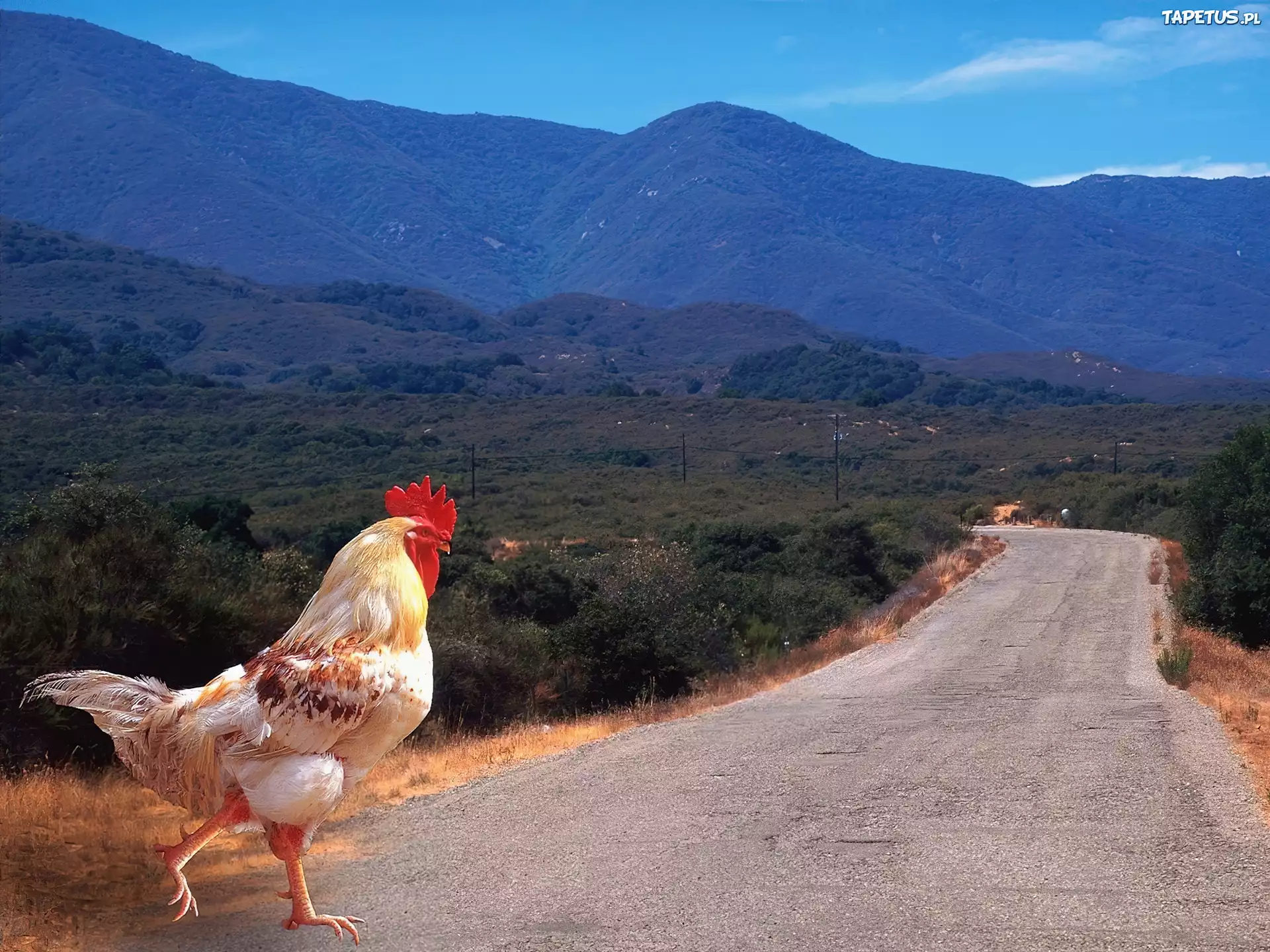 Петухи бегают. Гора петух. Петух на дороге. Курица. Куры на дороге.