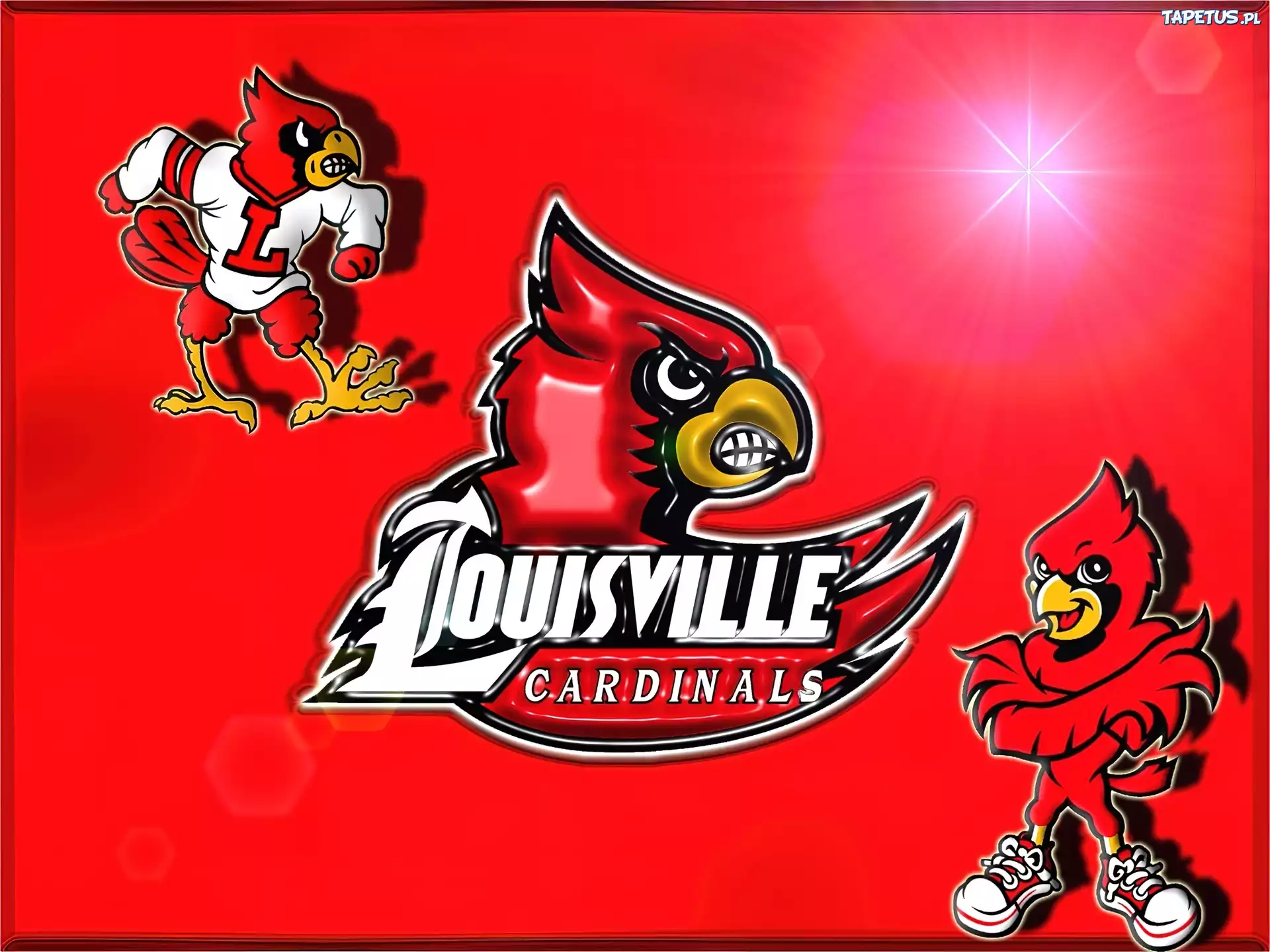 Koszykówka,cardinals, koguty
