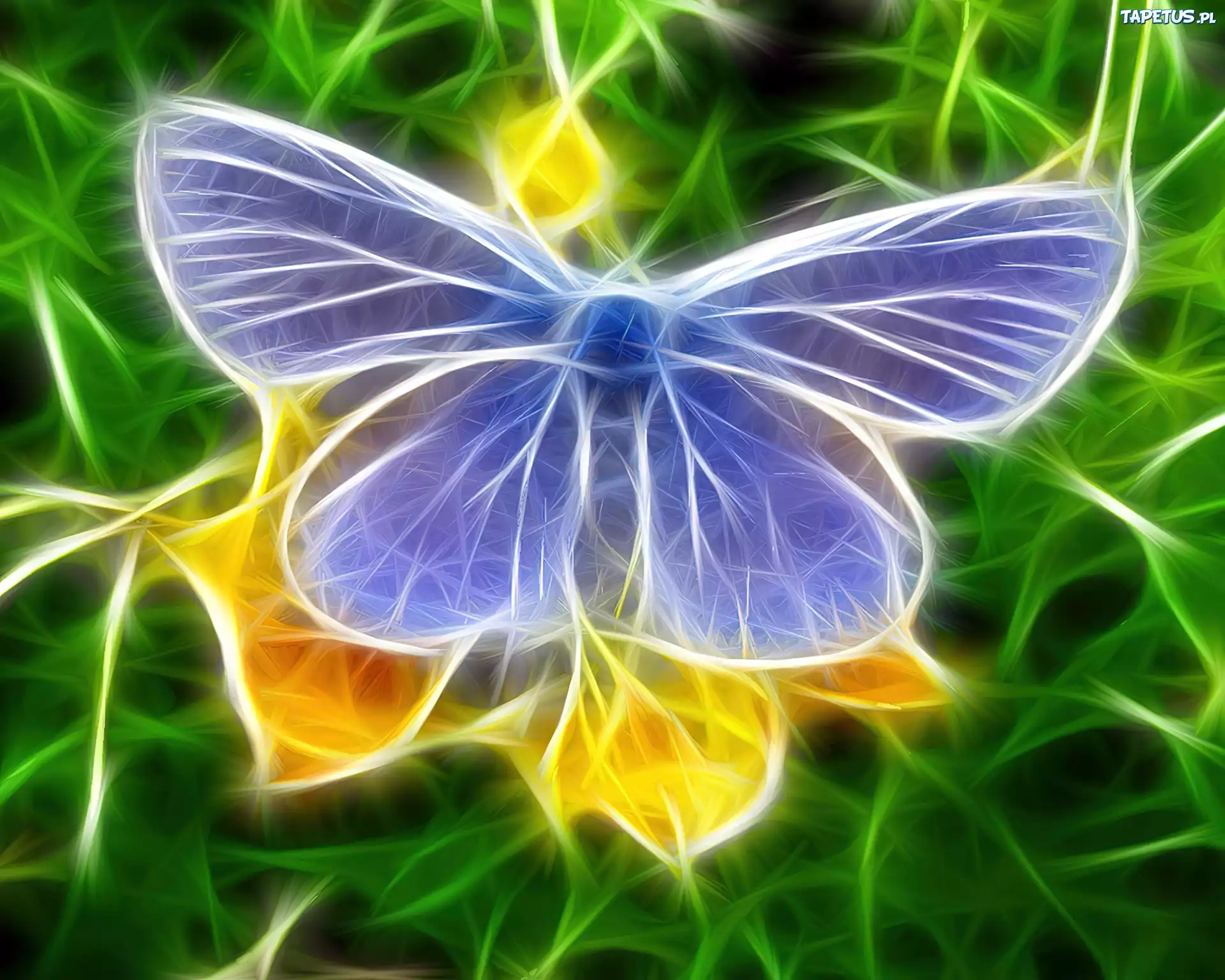 Niebieski, Motyl modraszek, Fractalius