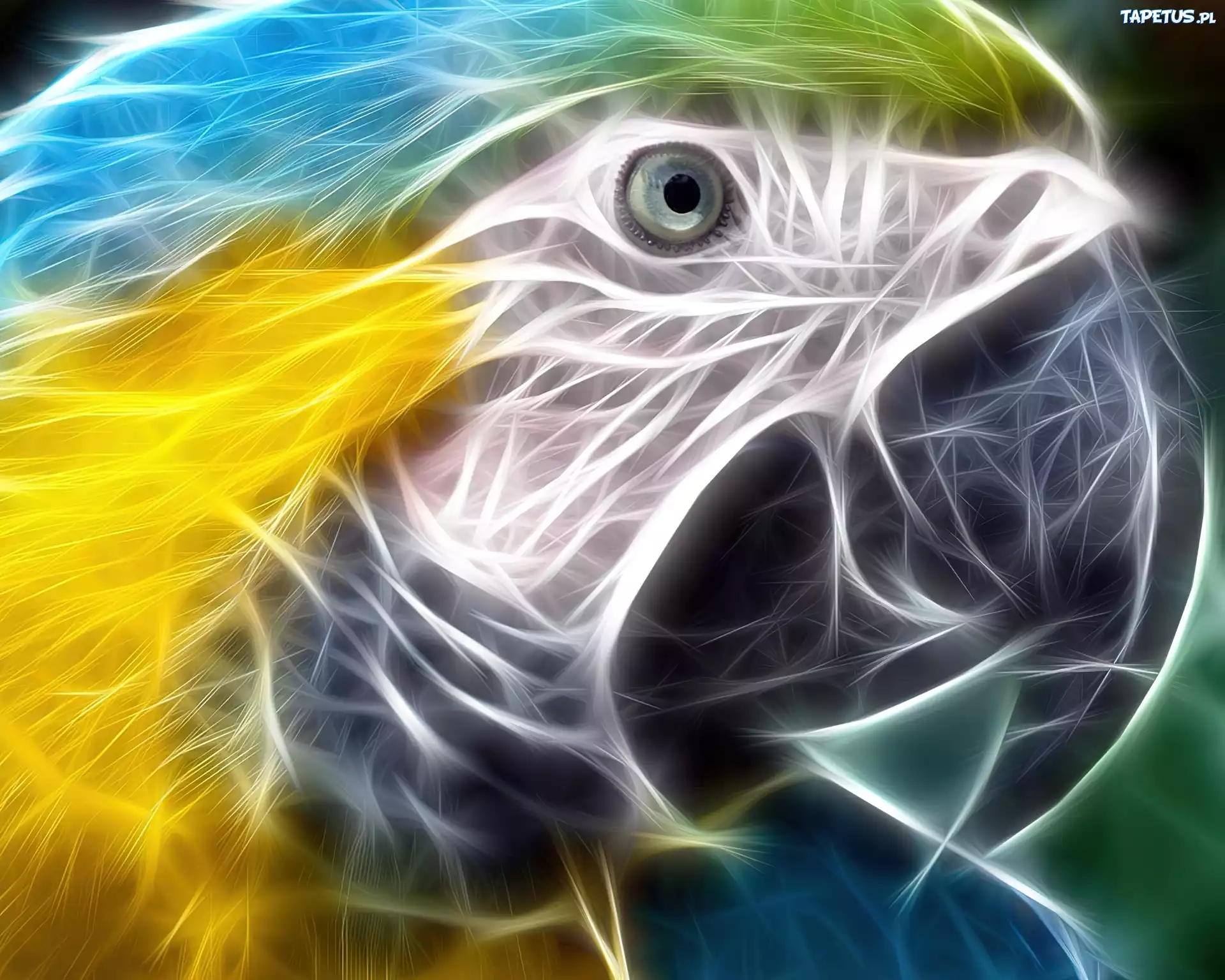Papuga, Ara, 3D