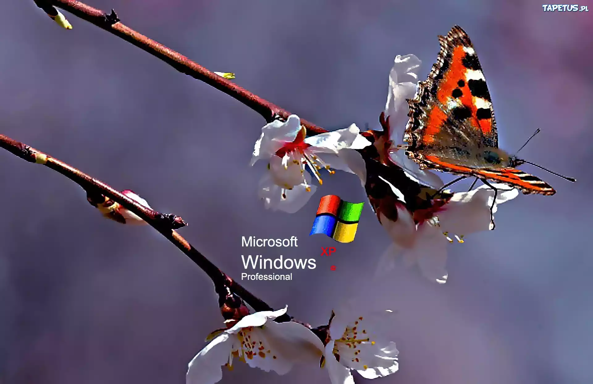 Logo XP, Motyl, Kwiat