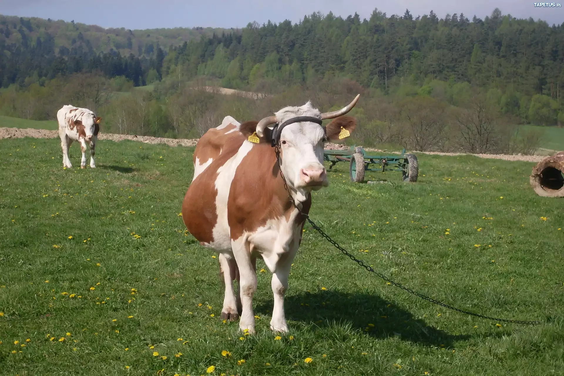 Krowa, Łańcuch, Łąka