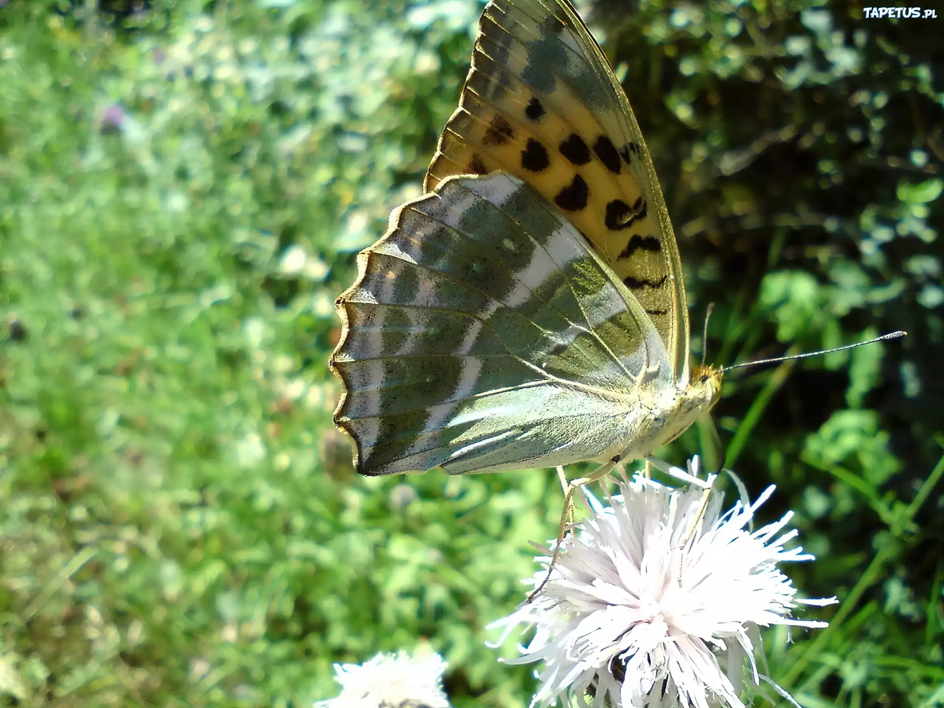 Motyl, Dostojka