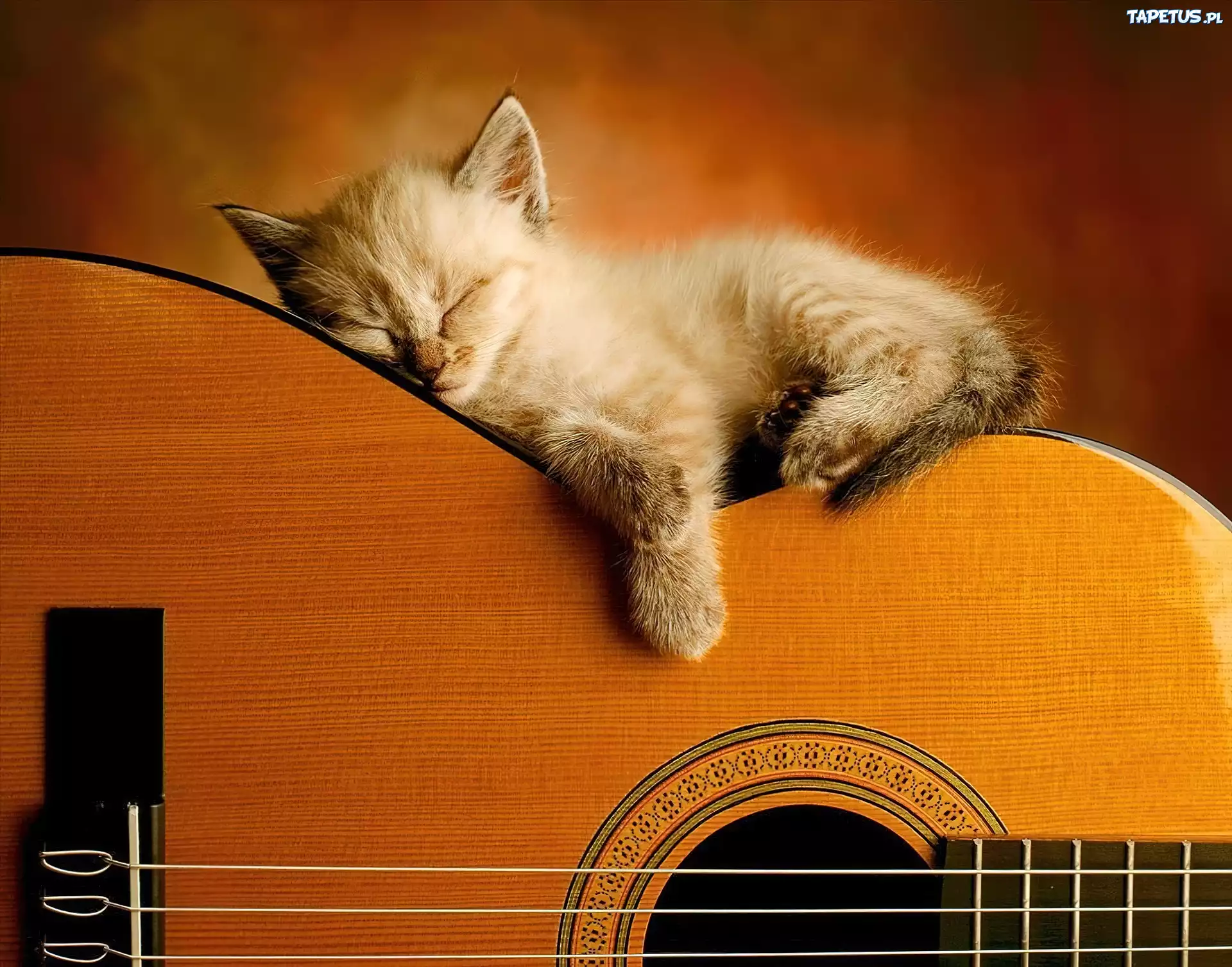 Kotek, Śpiący, Na, Gitarze