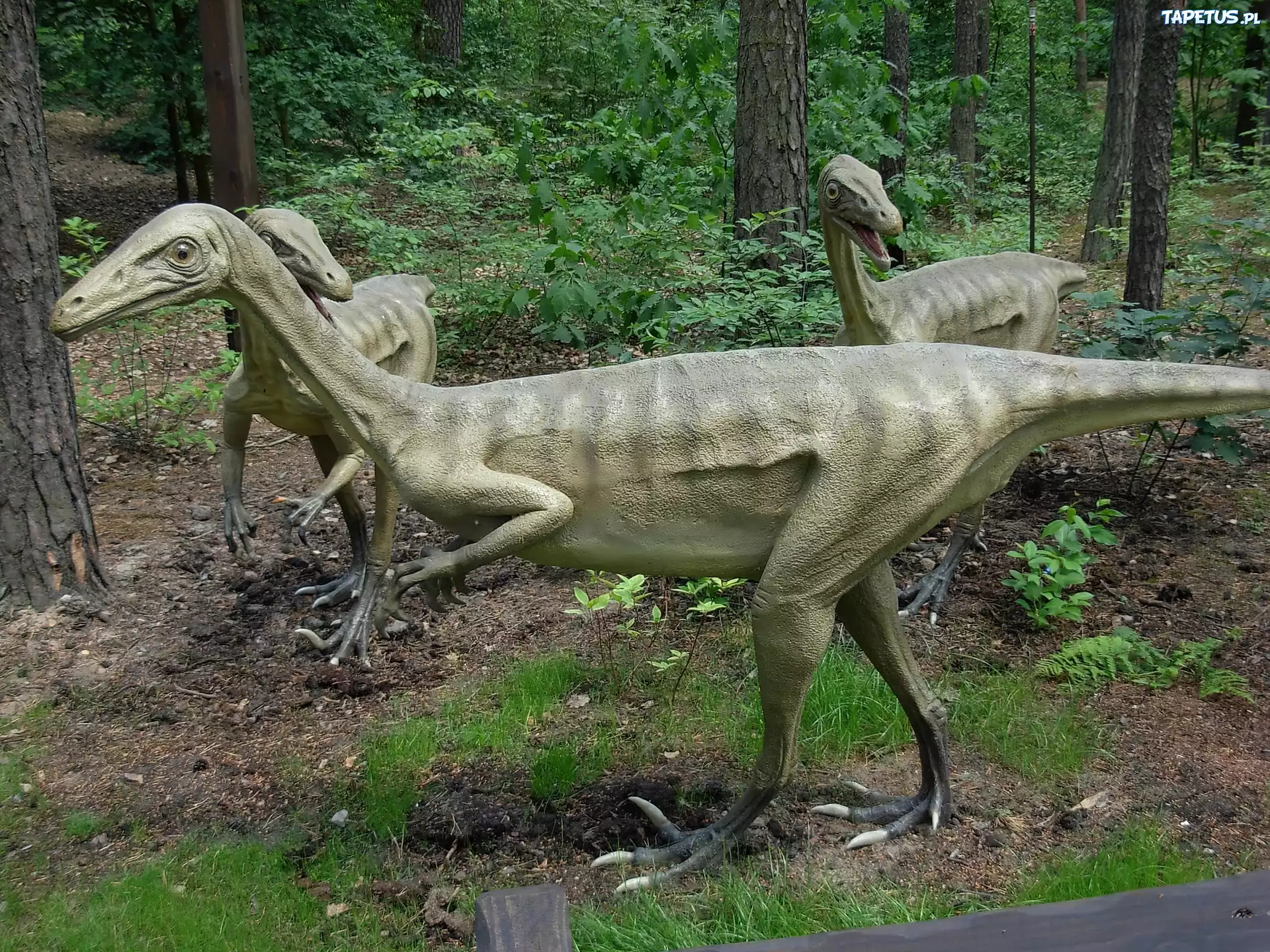 Figurka, Troodon