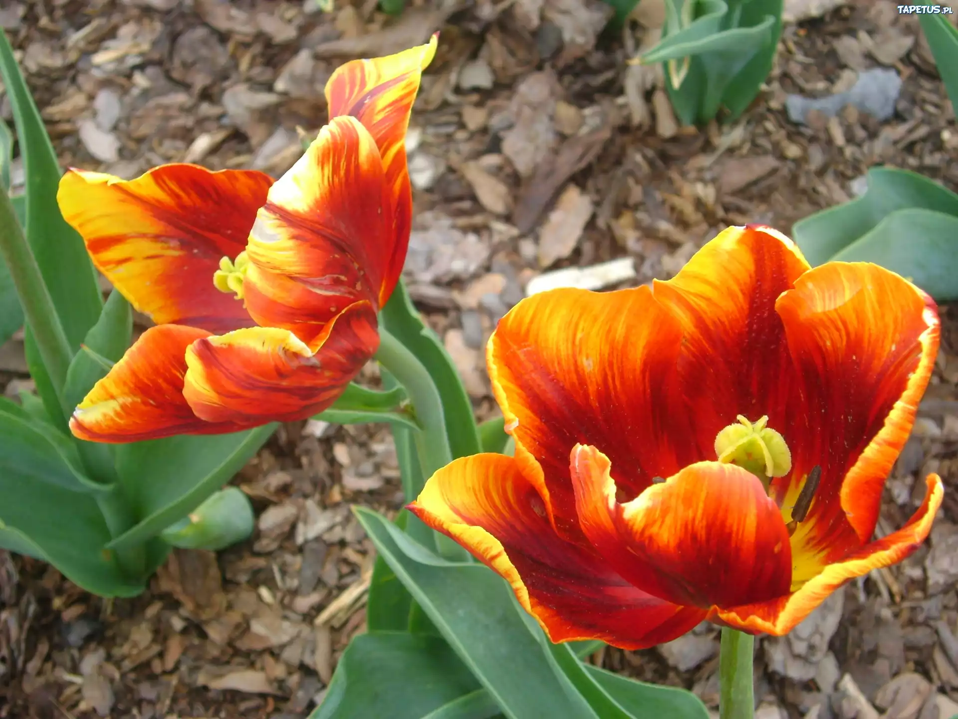 Pomarańczowy, Tulipan