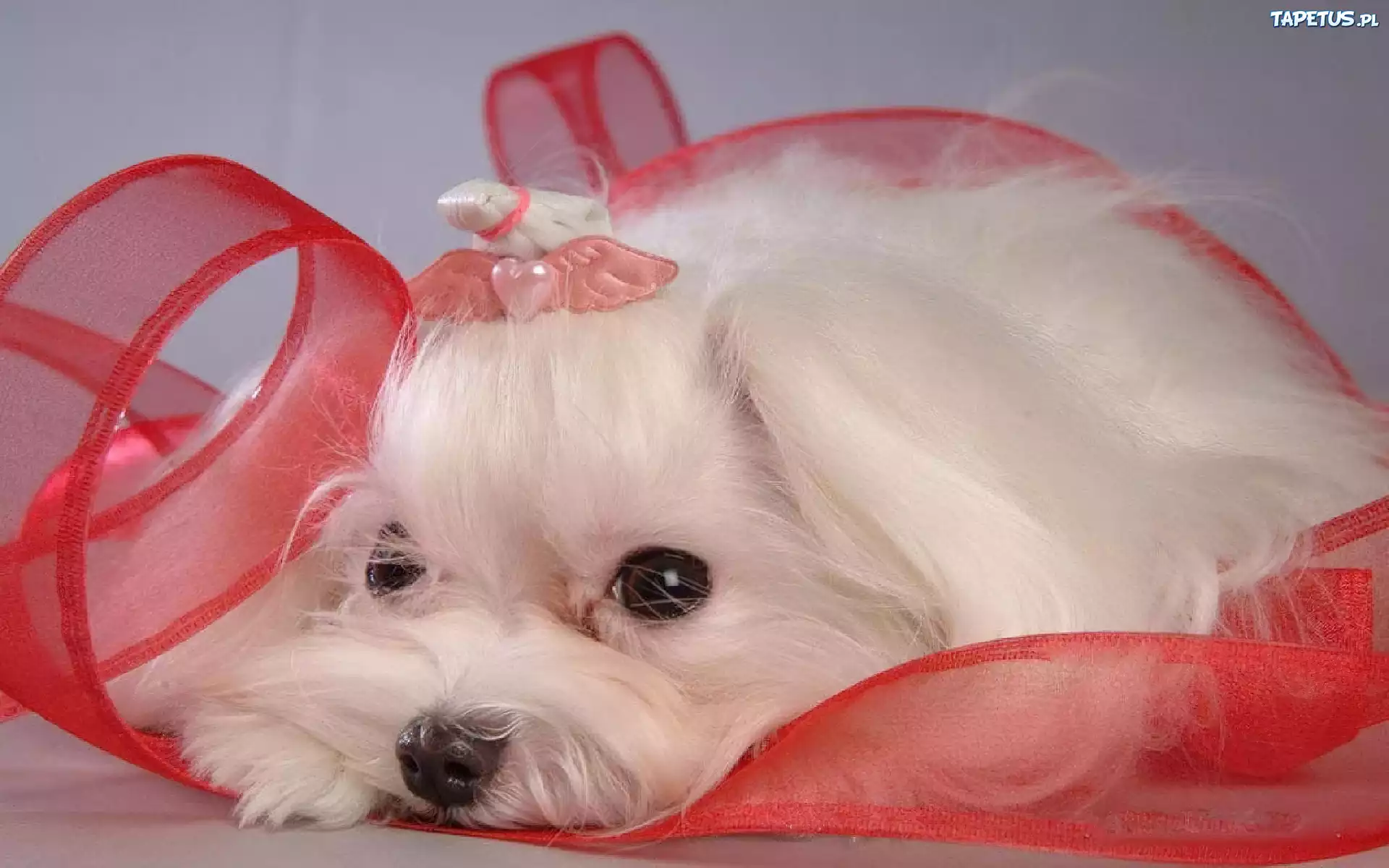Biały, Terrier, Wstążeczka