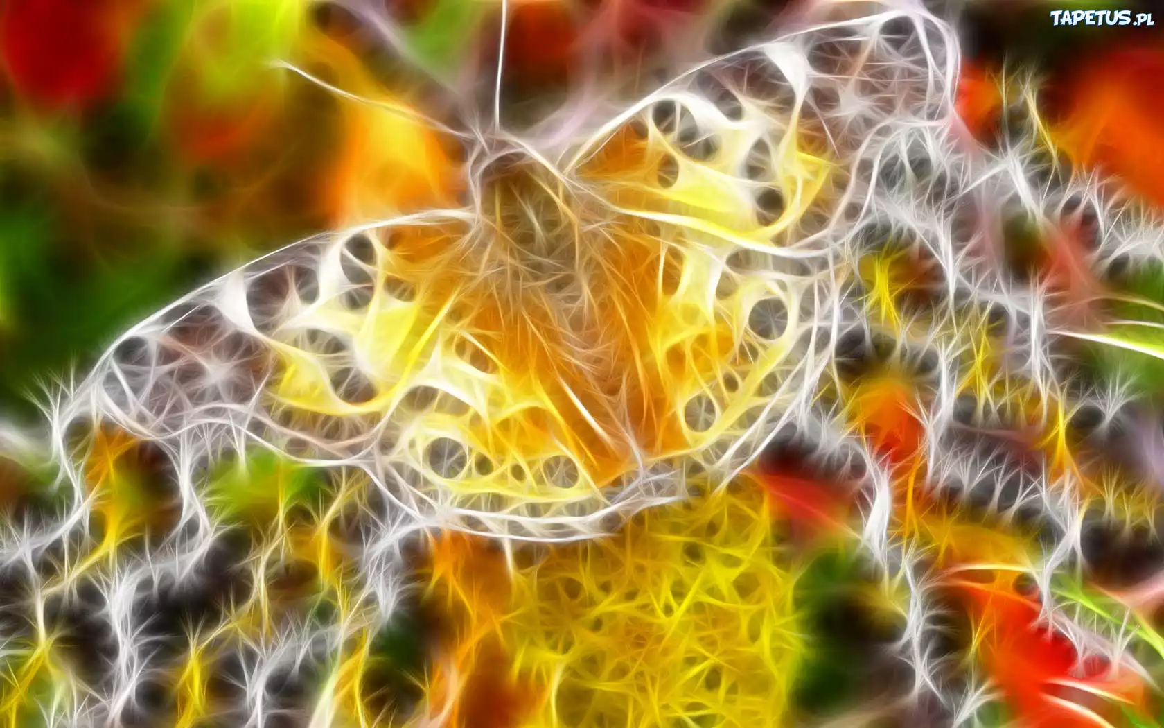 Kolorowy, Motyl, 3D