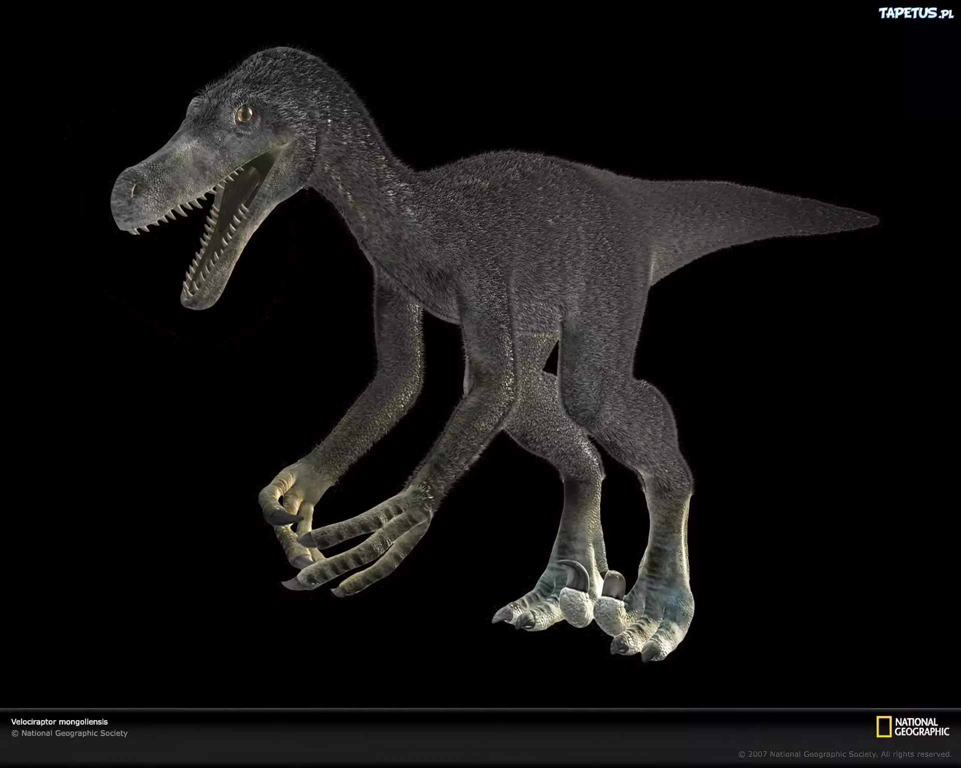 Velociraptor