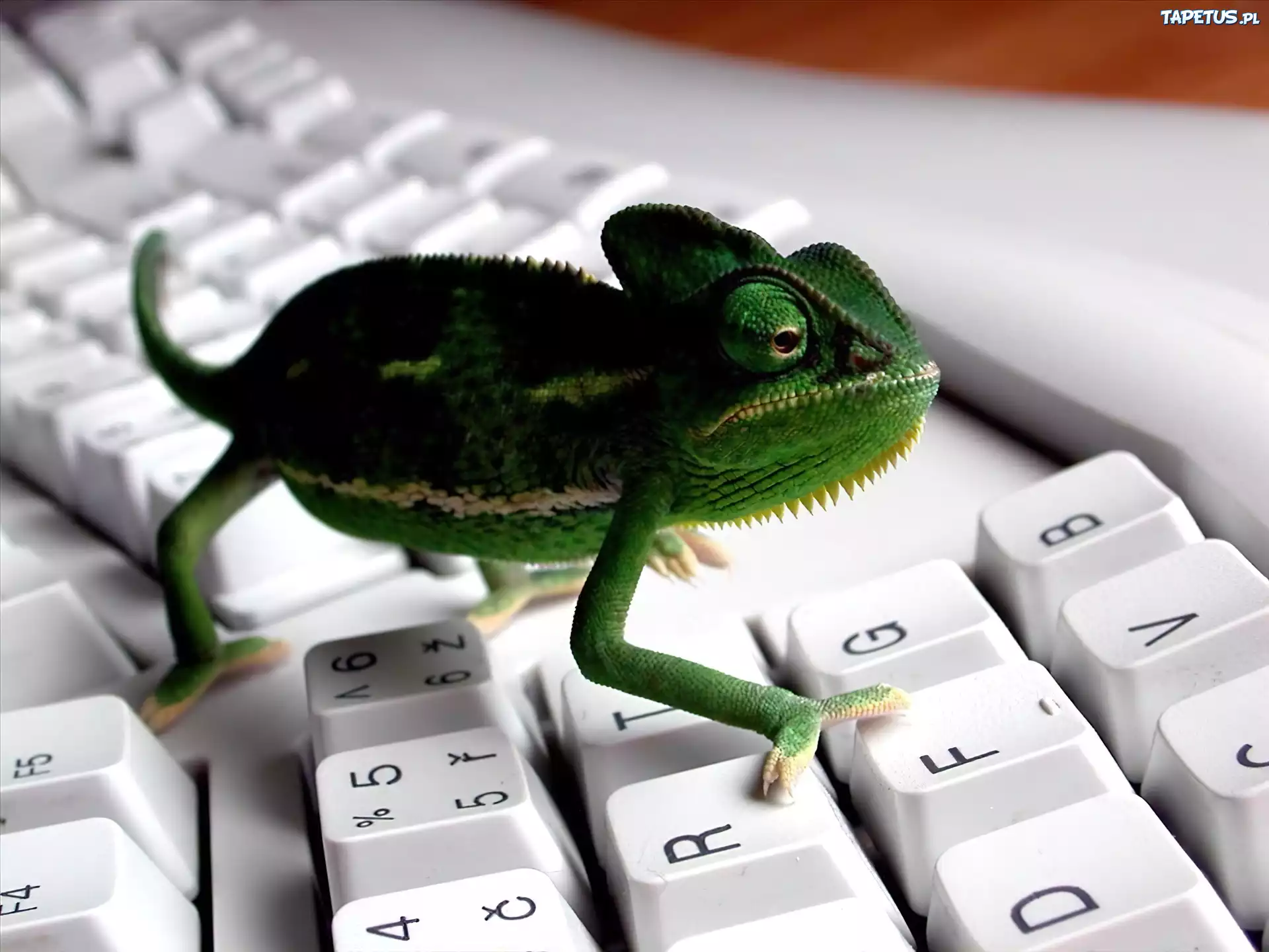 Kameleon, Klawiatura