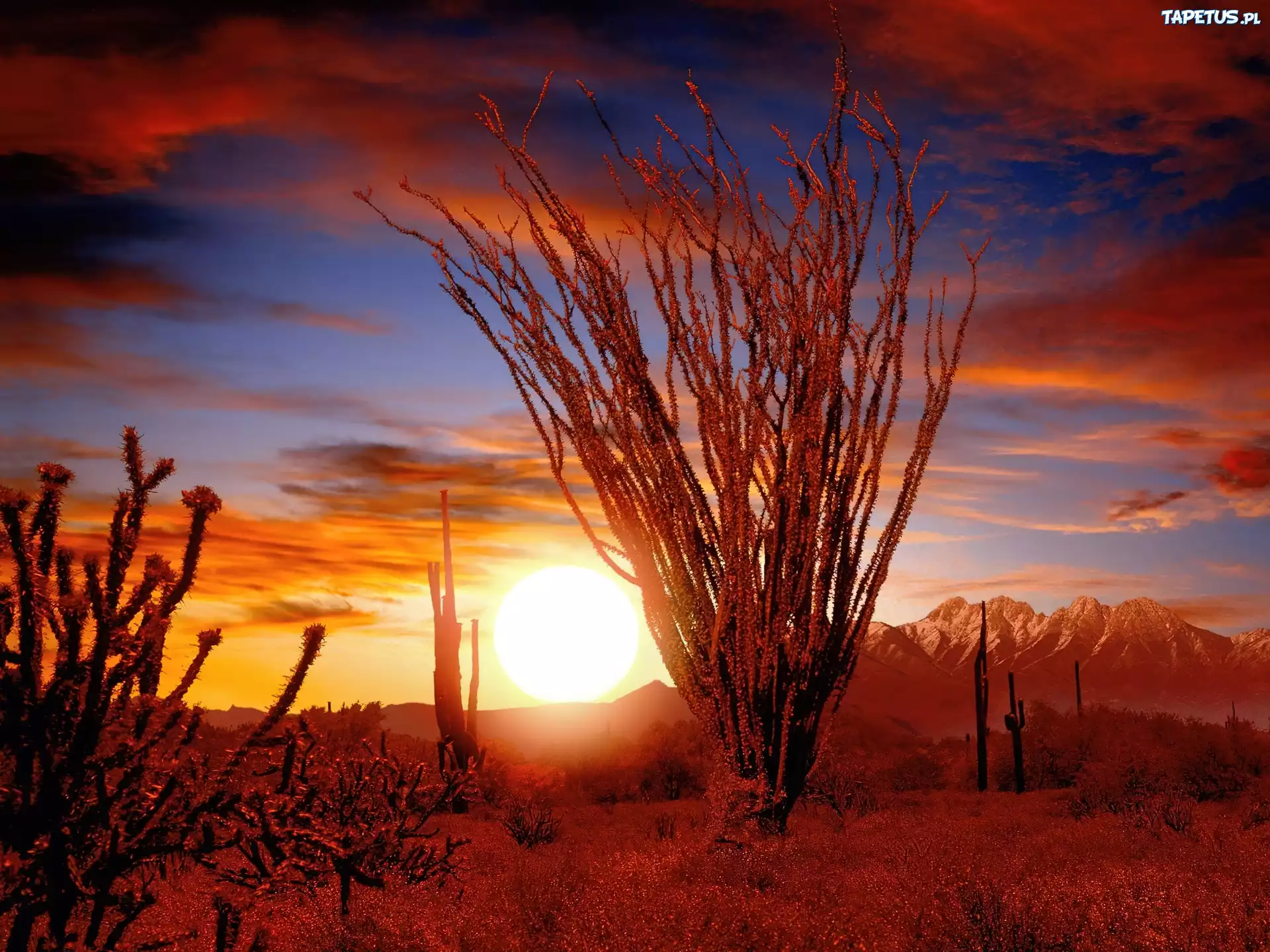Ocotillo, Sonora, Pustynia, Zachód, Słońca