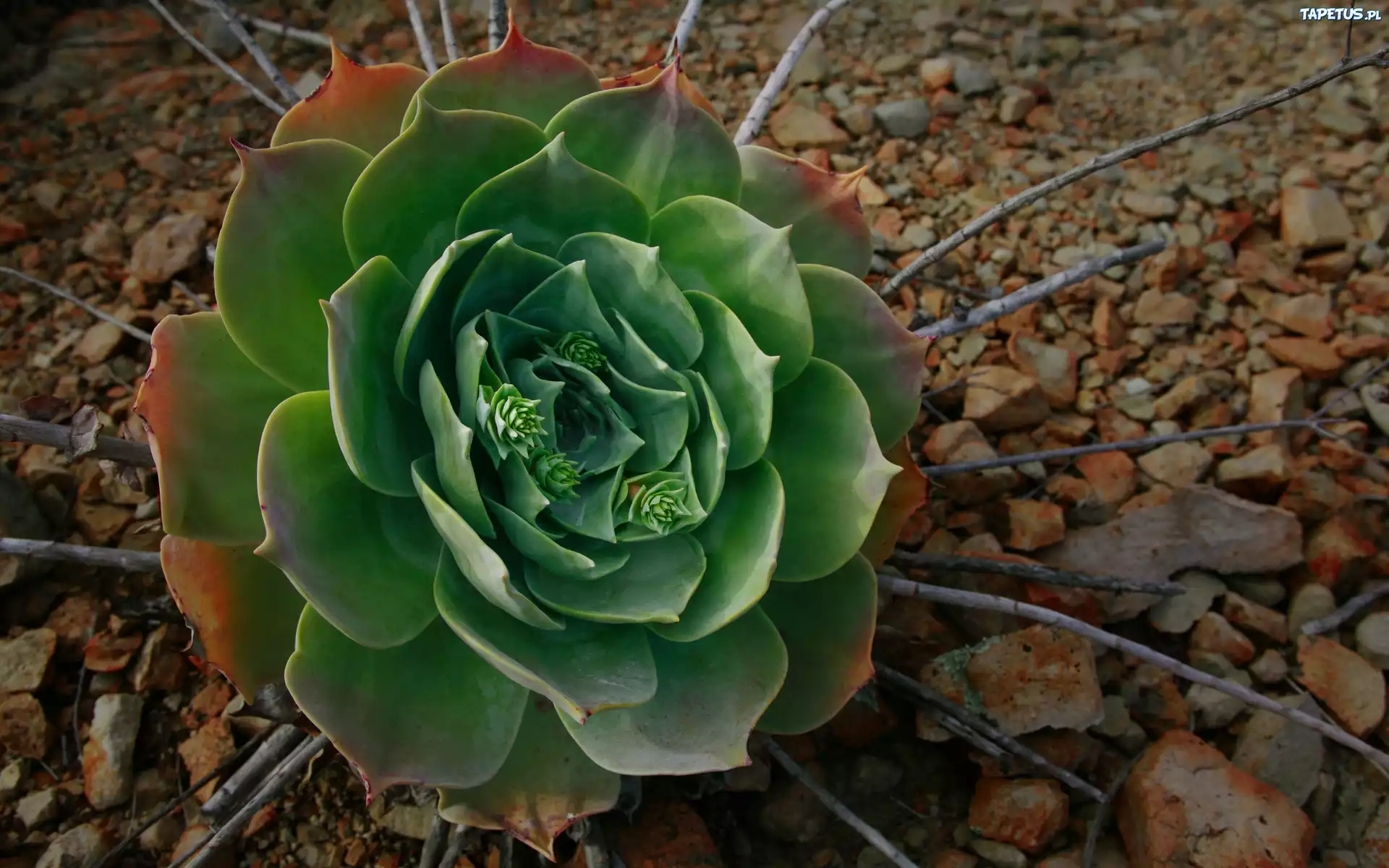 Artichoke, Warzywo