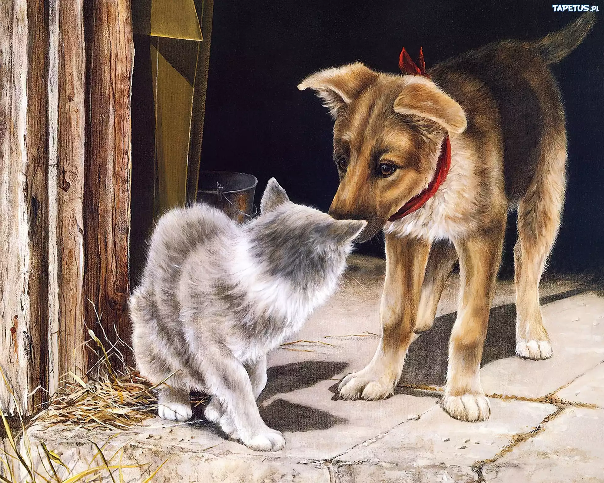 Kot, I, Pies, Wieś