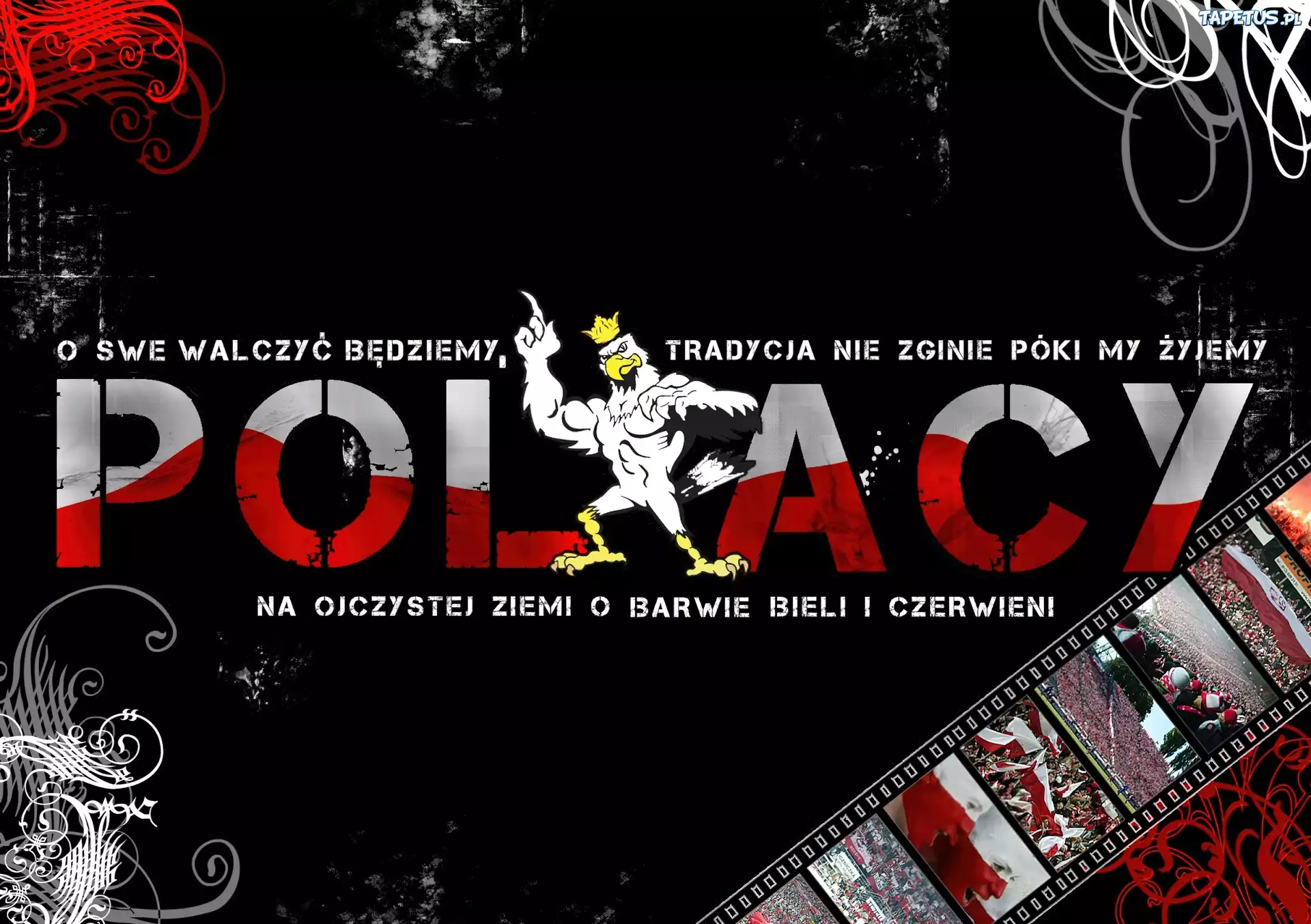 Polacy, Patriot, Kibice