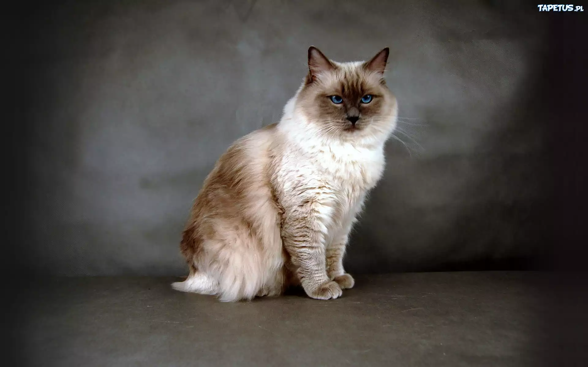 Ragdoll, Przytulanka