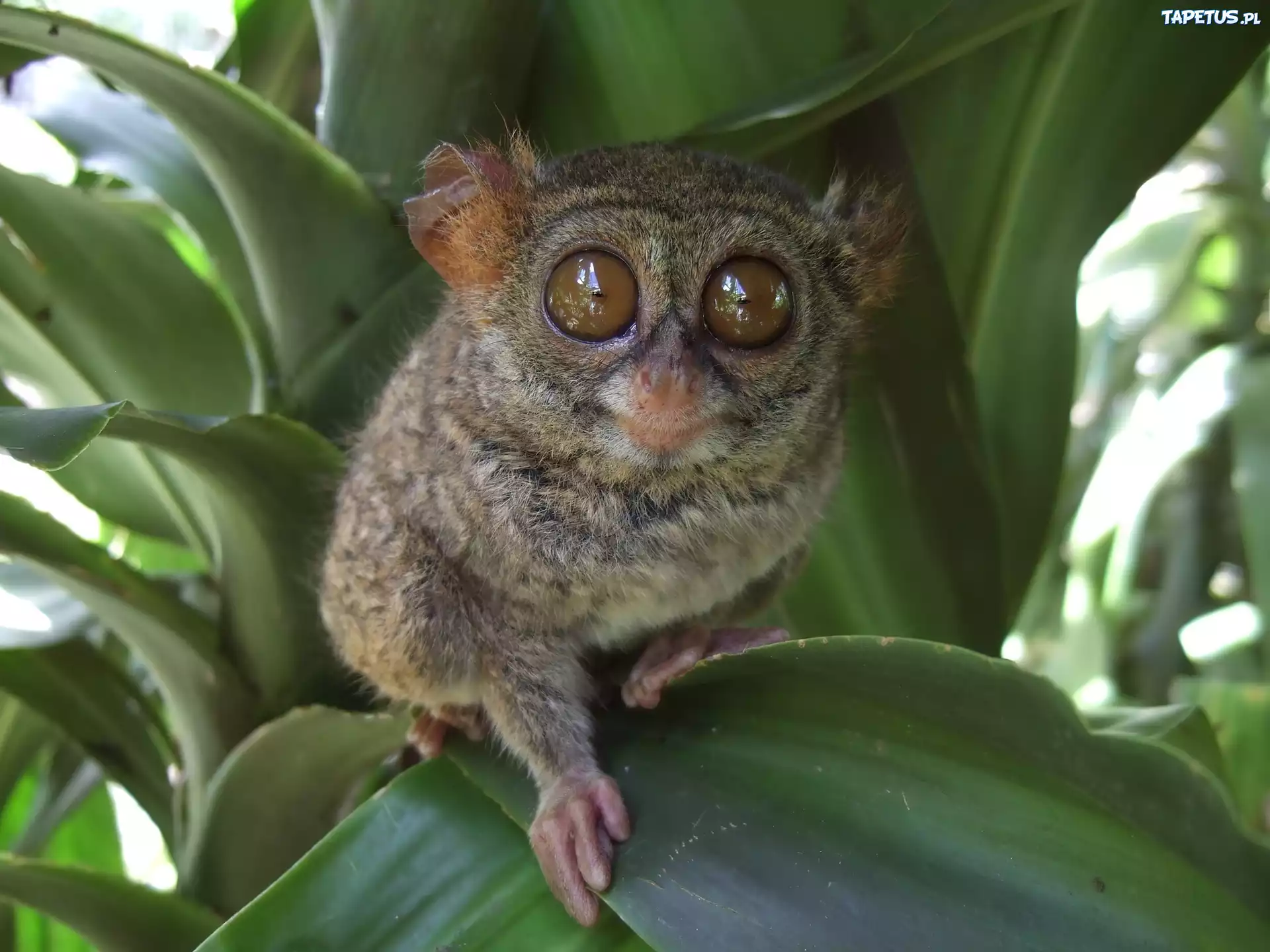 Małpka, Bohol Tarsier, Duże, Oczy
