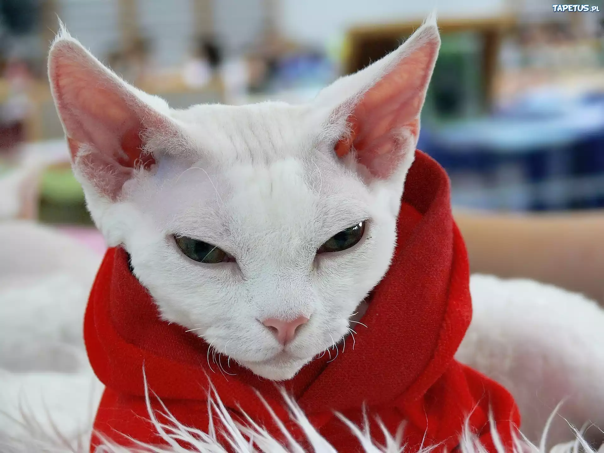 Devon Rex, Szalik