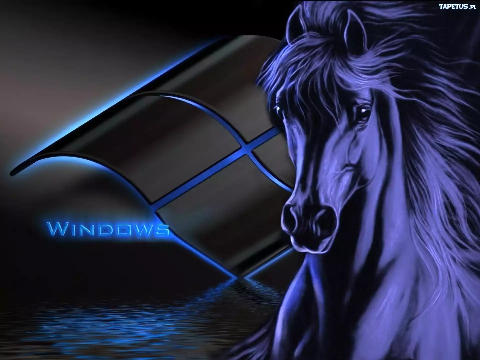 Koń, Logo, Windowsa