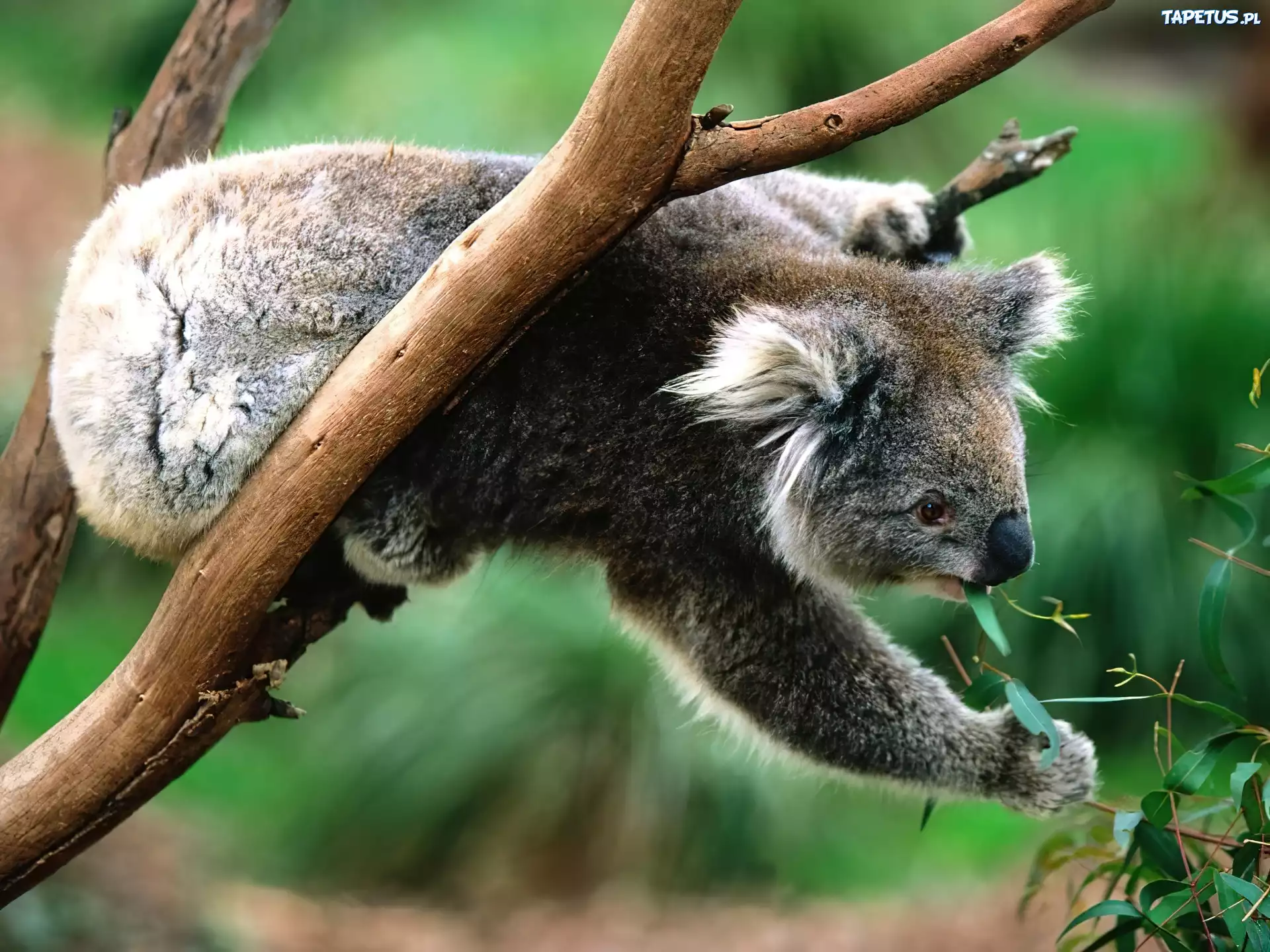 Miś, Koala, Pożywienie, Eukaliptus