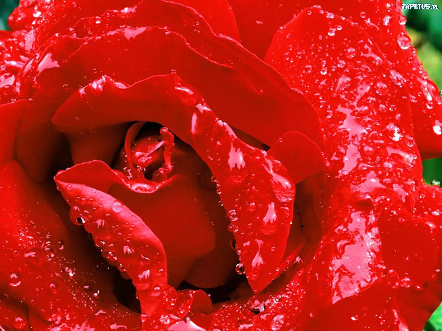 Красный но после. Красный цветок. Цветы красного цвета. Розы красного цвета. Красный цвет страсти.
