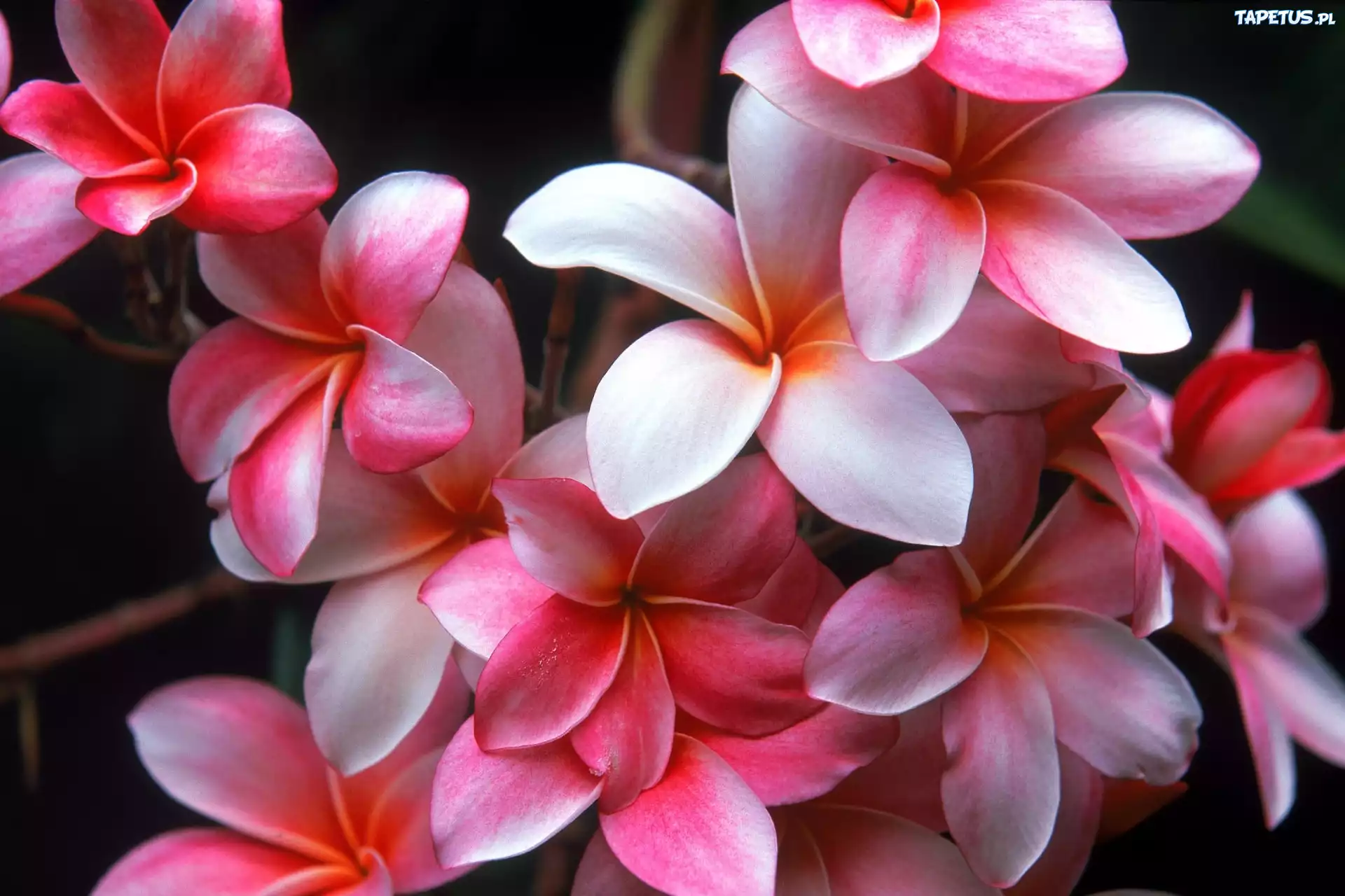 Plumeria, Hawajski, Kwiat