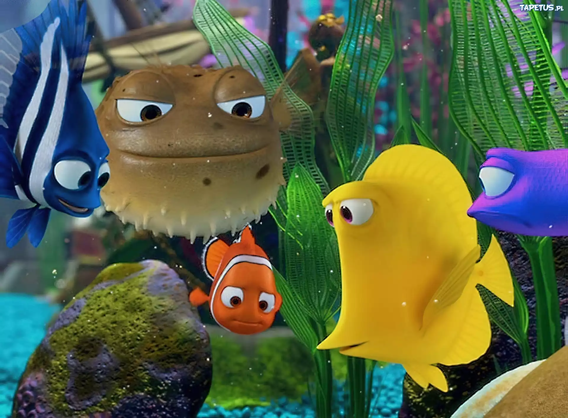 Gdzie Jest Nemo, Akwarium