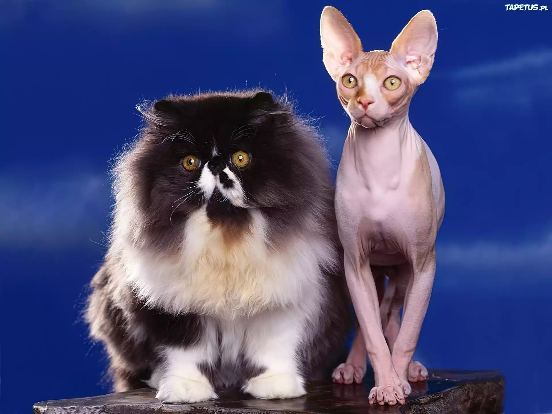 Kot, Sfinks, Pers