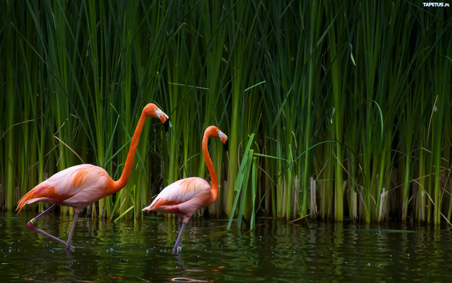 Flamingi, Trzcina