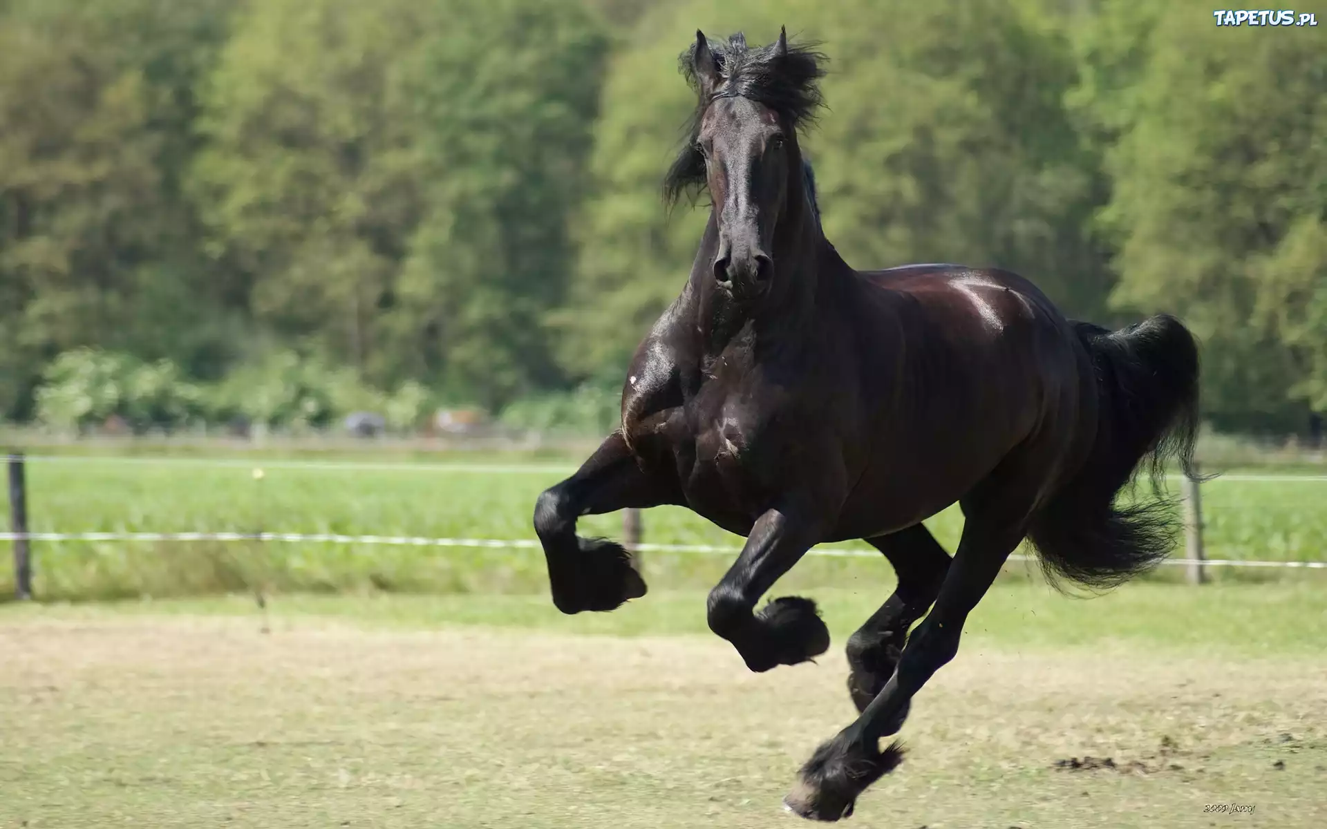 Koń, Galop, Kopyta
