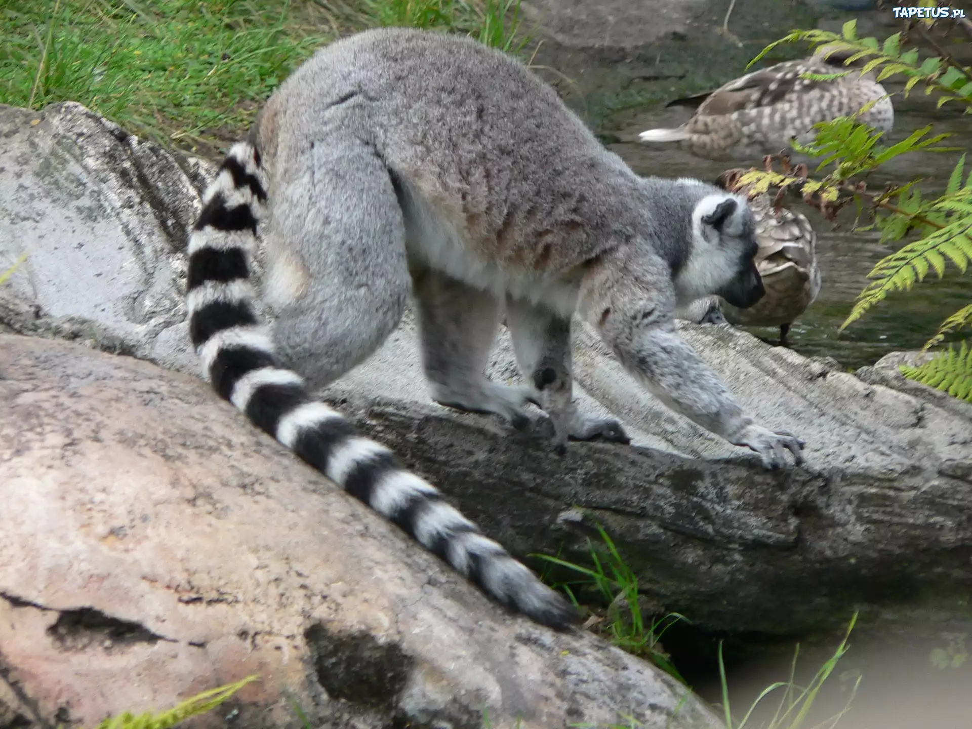 Długi, Ogon, Lemura, Kamienie