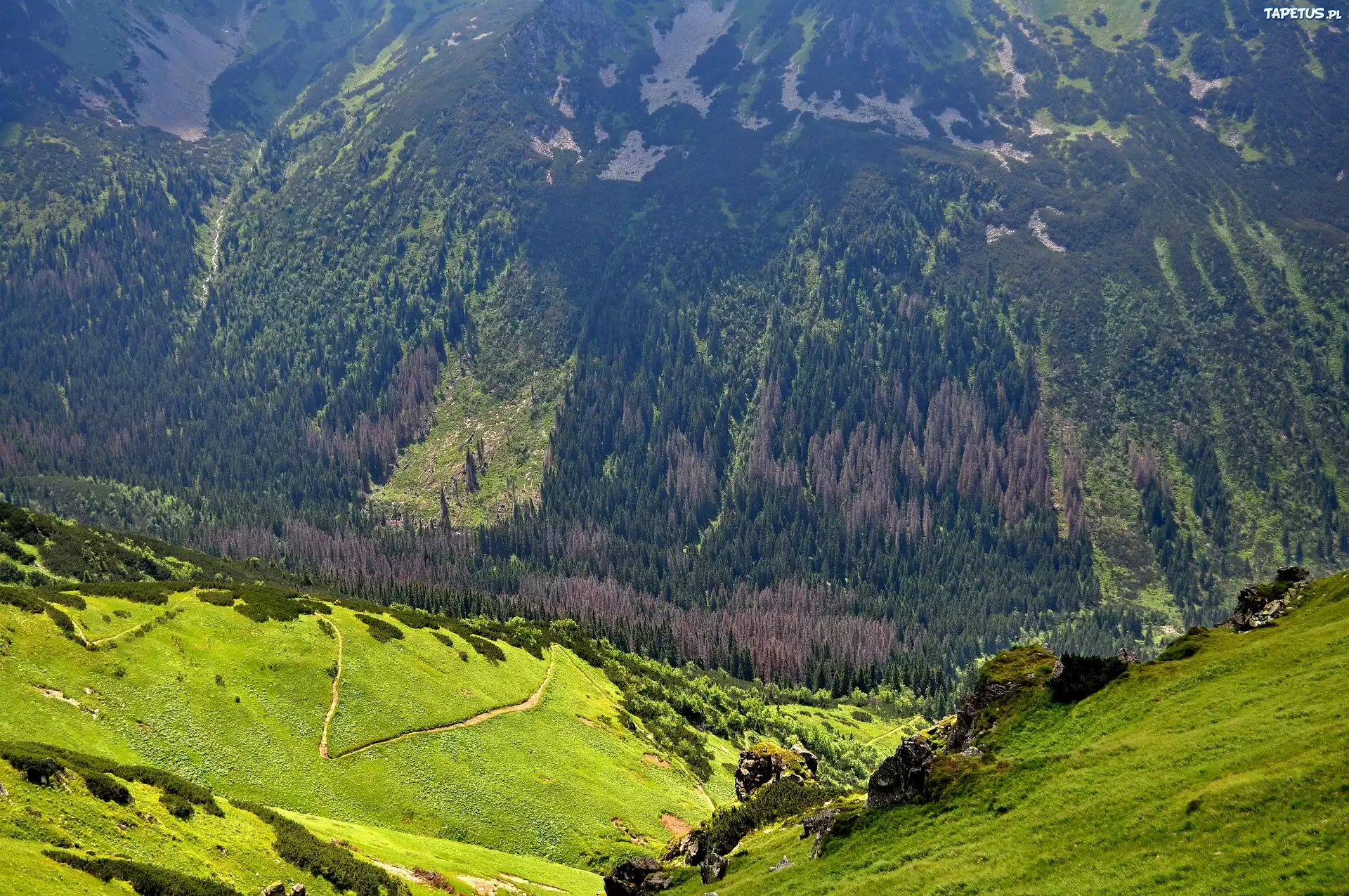 Polska, Karpaty, Zbocze, Góry