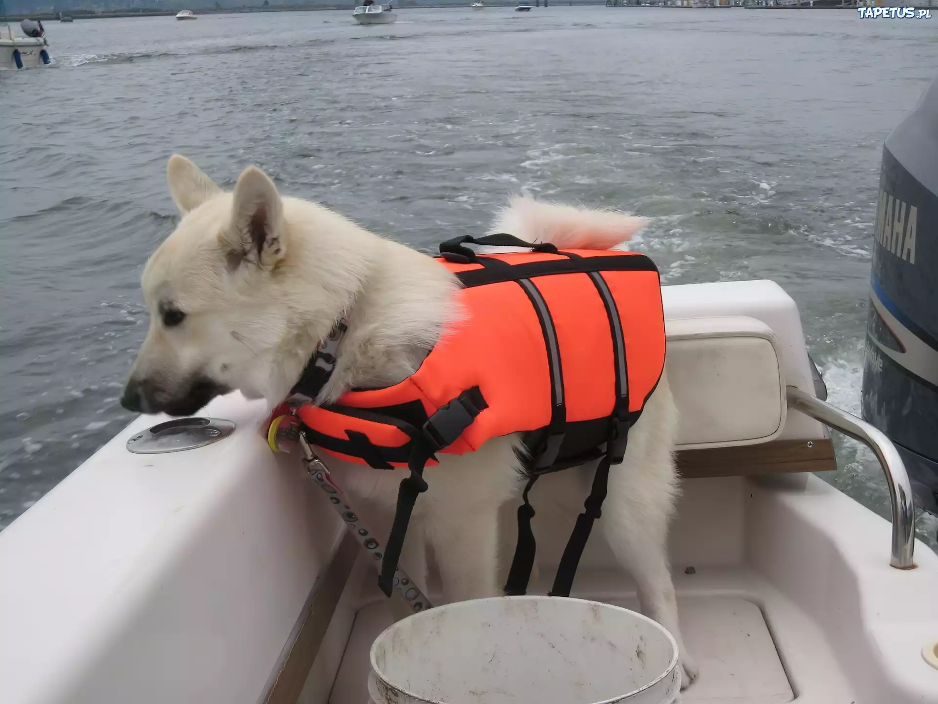 Norsk Buhund, kapok